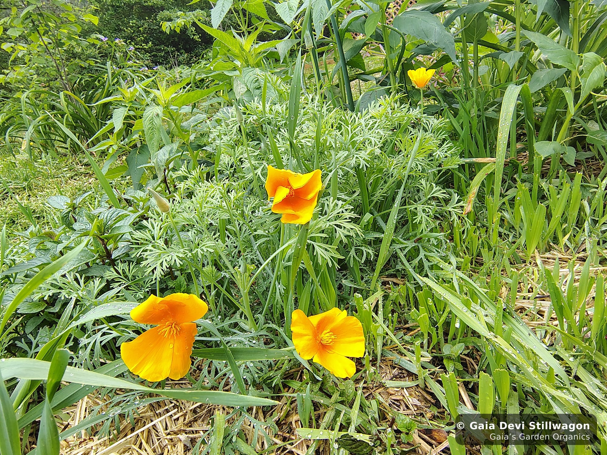 Three California poppies grown from seed and flowering in the medicinal herb garden at Gaia's Garden in Umpire, Arkansas