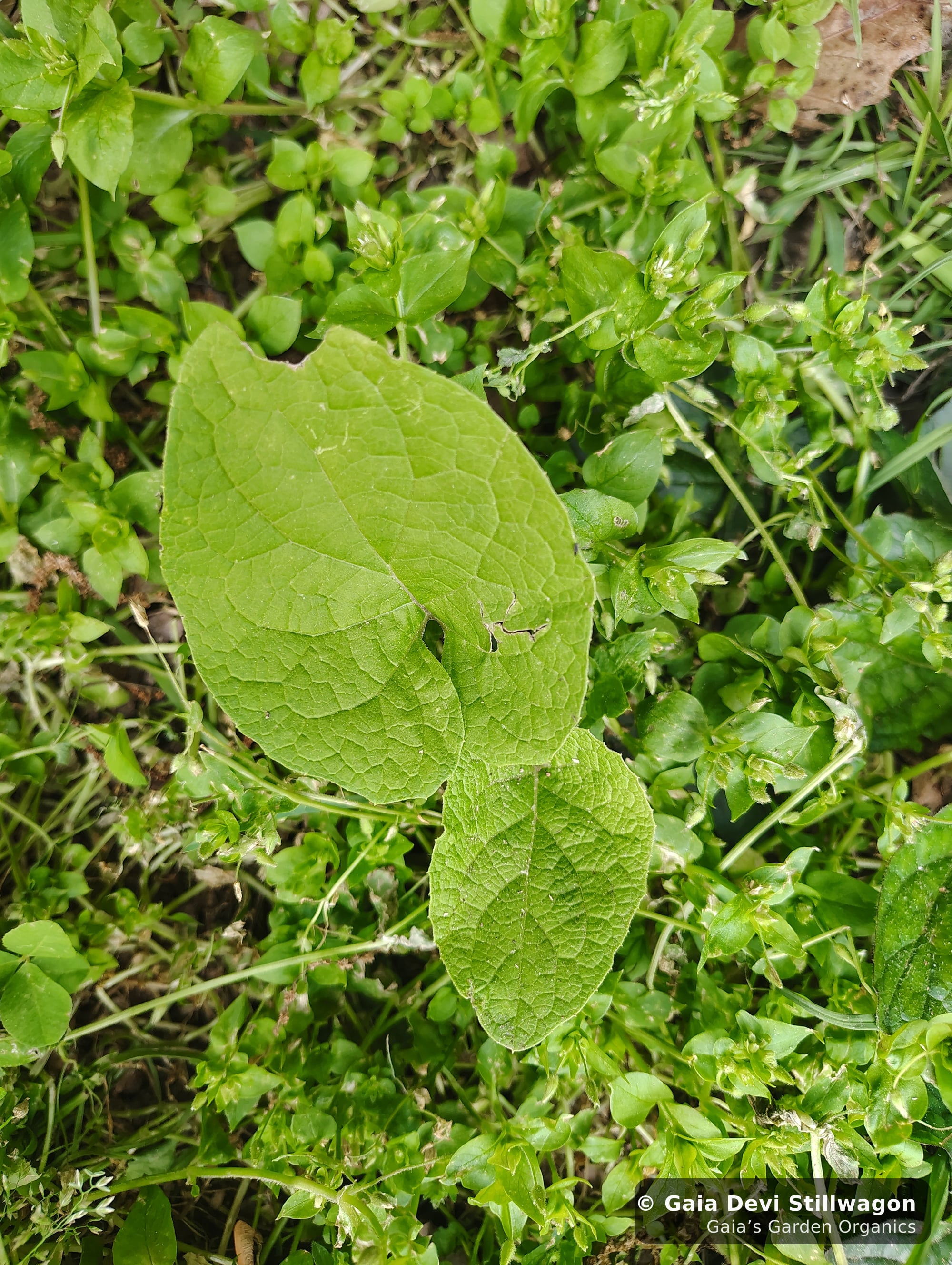 The medicinal herb garden at Gaia's Garden Organics, Umpire, Arkansas · Gaia Devi, clinical herbalist
