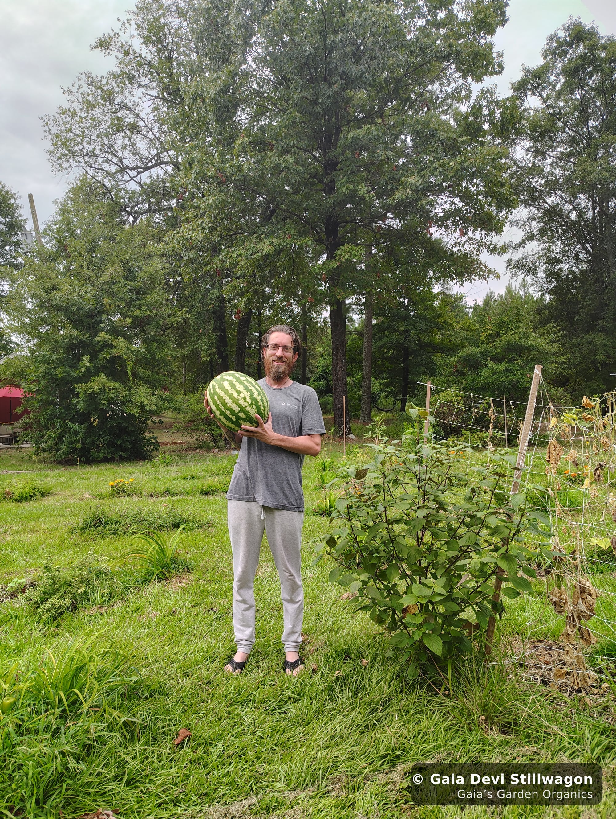 The medicinal herb garden at Gaia's Garden Organics, Umpire, Arkansas · Gaia Devi, clinical herbalist