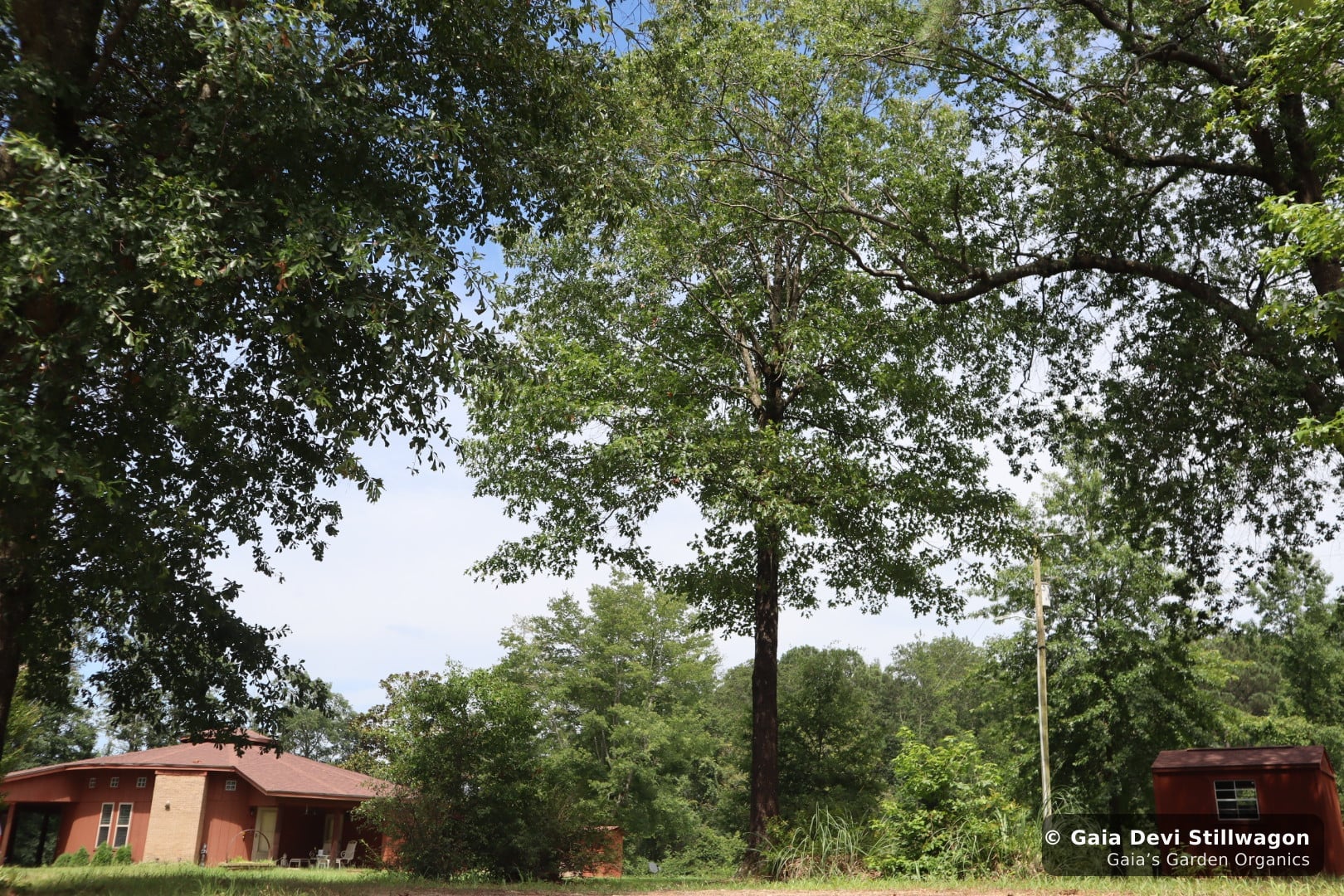 The medicinal herb garden at Gaia's Garden Organics, Umpire, Arkansas · Gaia Devi, clinical herbalist