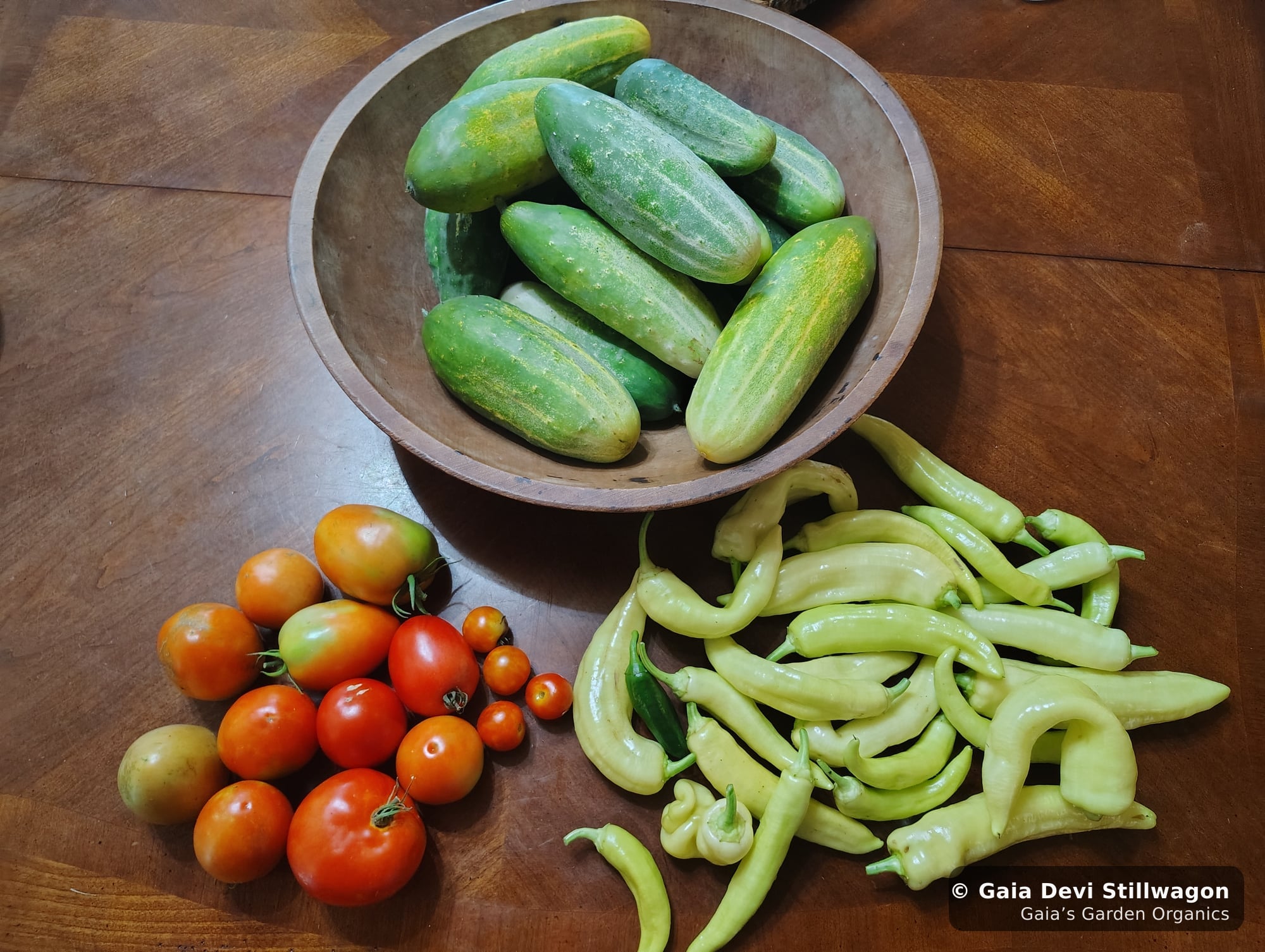 The medicinal herb garden at Gaia's Garden Organics, Umpire, Arkansas · Gaia Devi, clinical herbalist