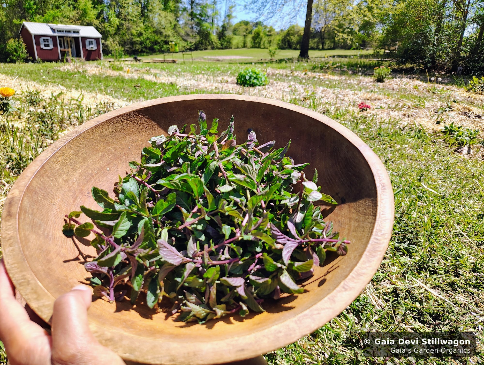 The medicinal herb garden at Gaia's Garden Organics, Umpire, Arkansas · Gaia Devi, clinical herbalist