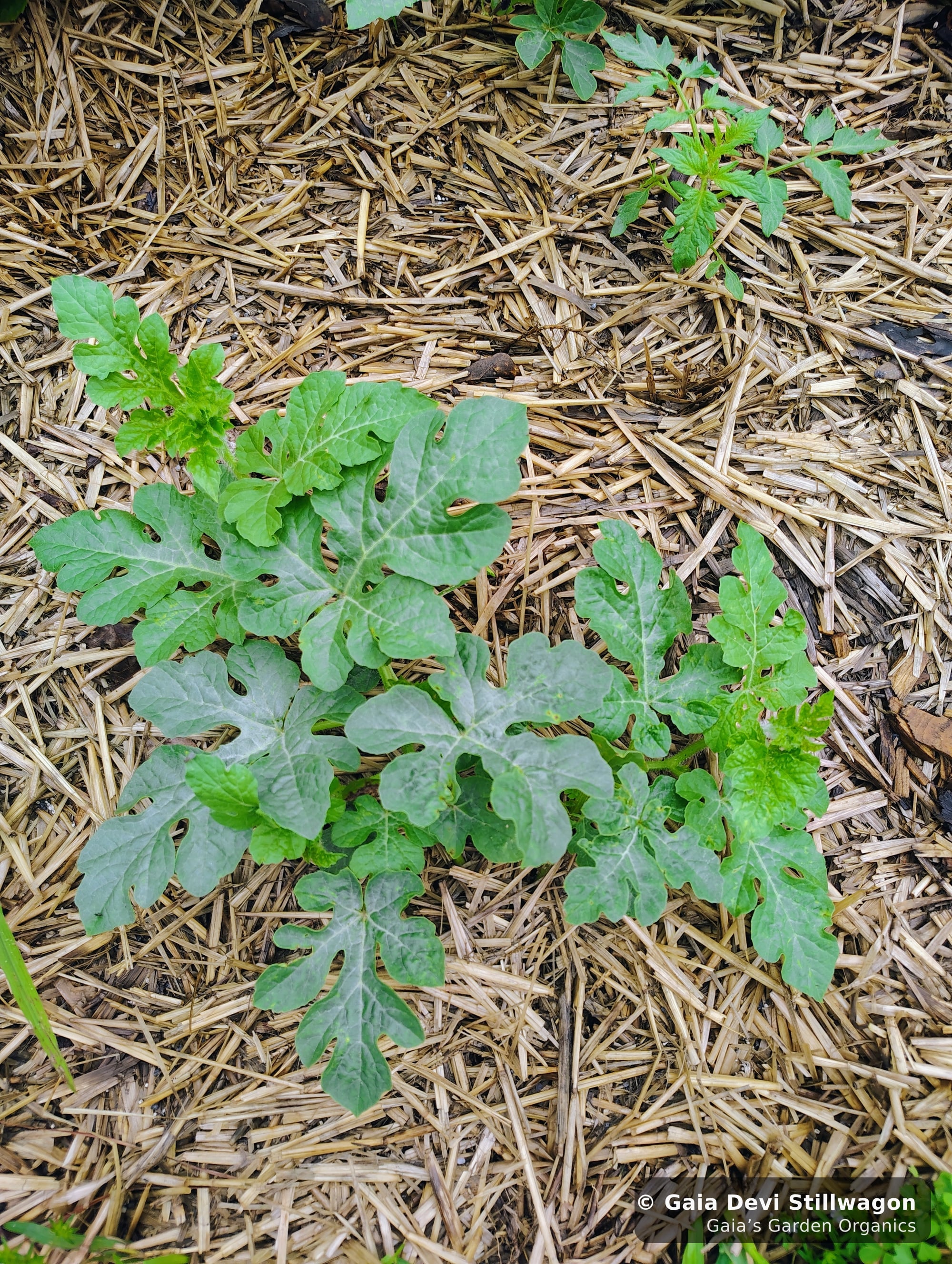 The medicinal herb garden at Gaia's Garden Organics, Umpire, Arkansas · Gaia Devi, clinical herbalist