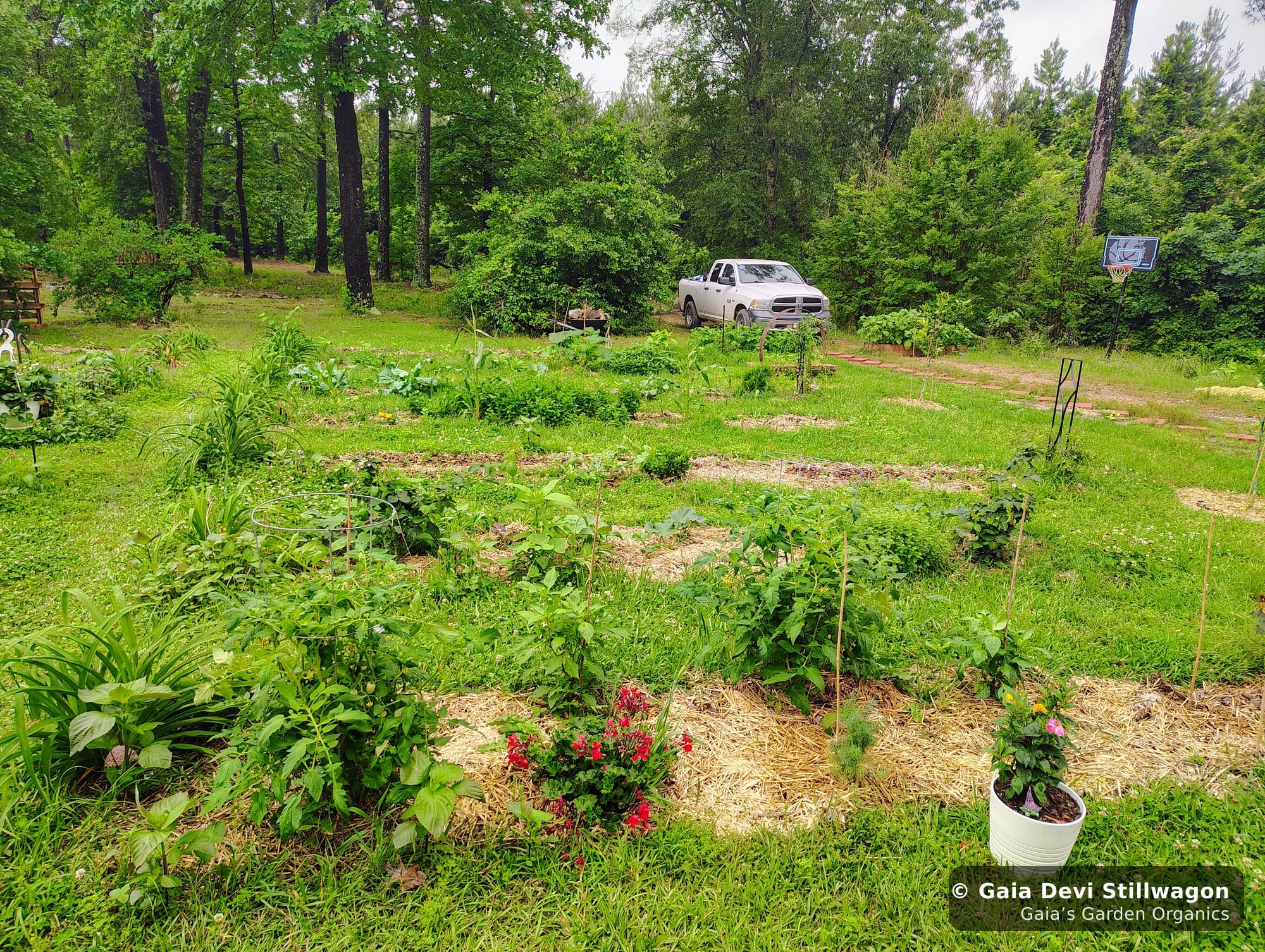 The medicinal herb garden at Gaia's Garden Organics, Umpire, Arkansas · Gaia Devi, clinical herbalist