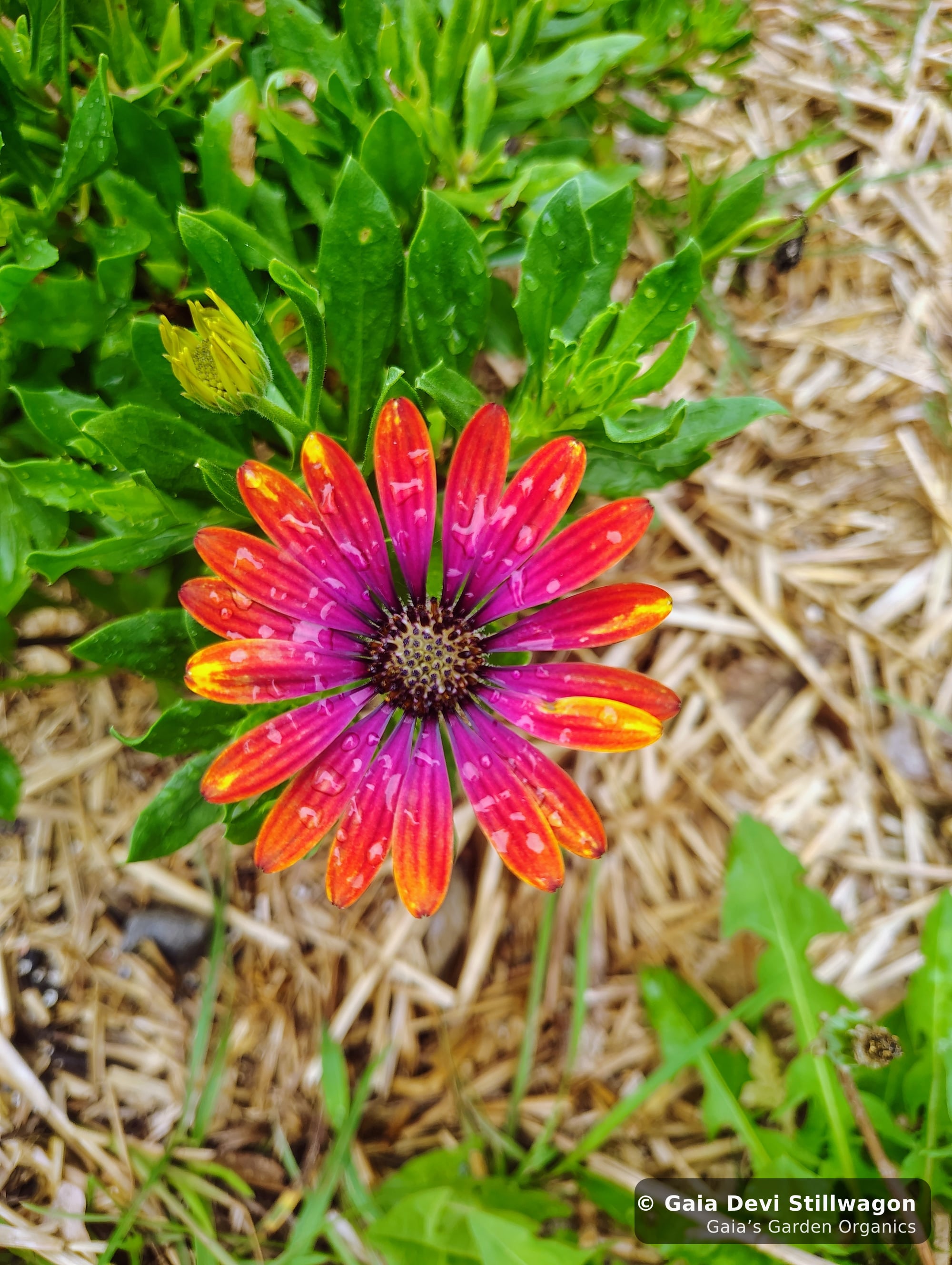 The medicinal herb garden at Gaia's Garden Organics, Umpire, Arkansas · Gaia Devi, clinical herbalist
