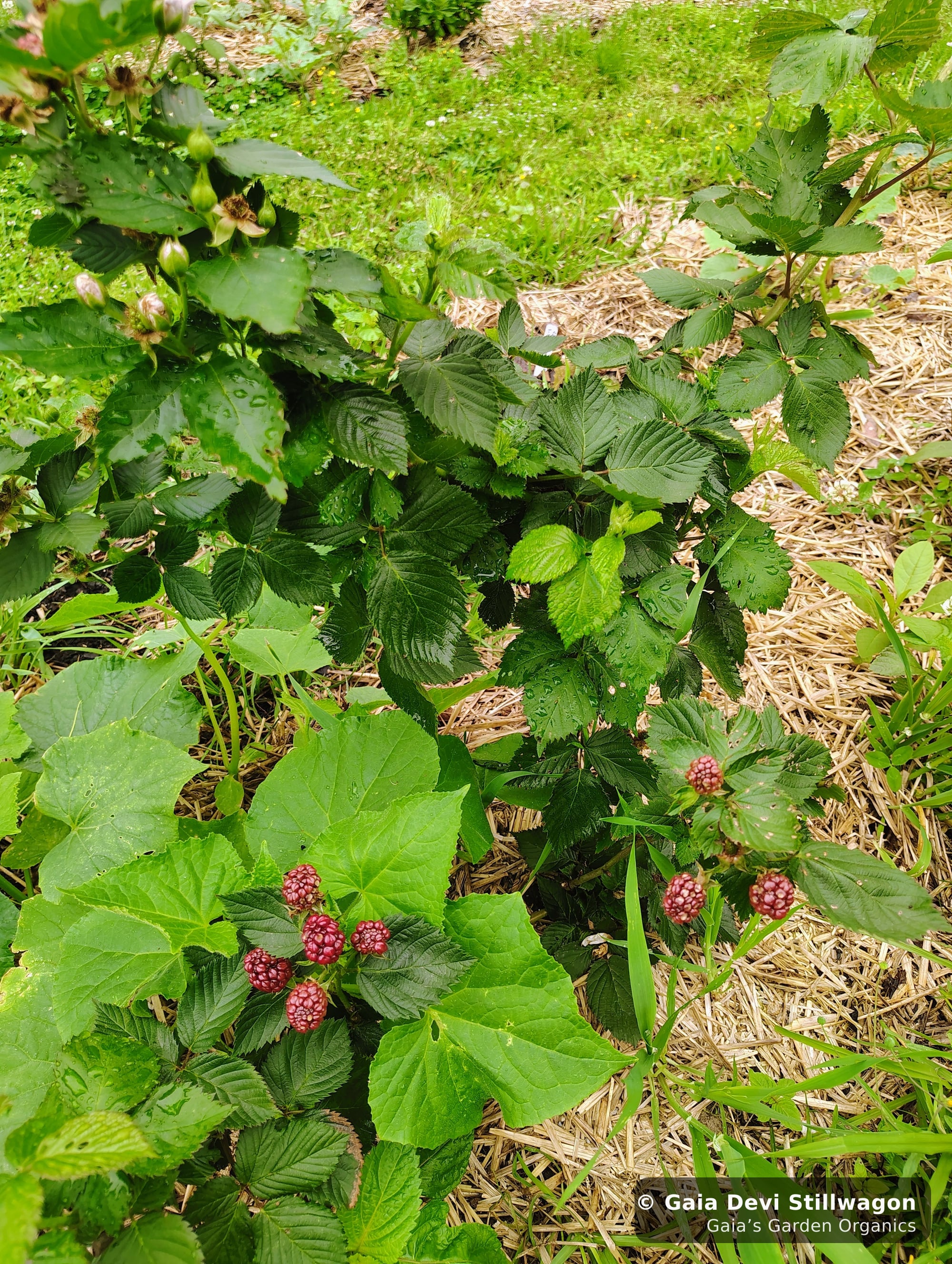 The medicinal herb garden at Gaia's Garden Organics, Umpire, Arkansas · Gaia Devi, clinical herbalist