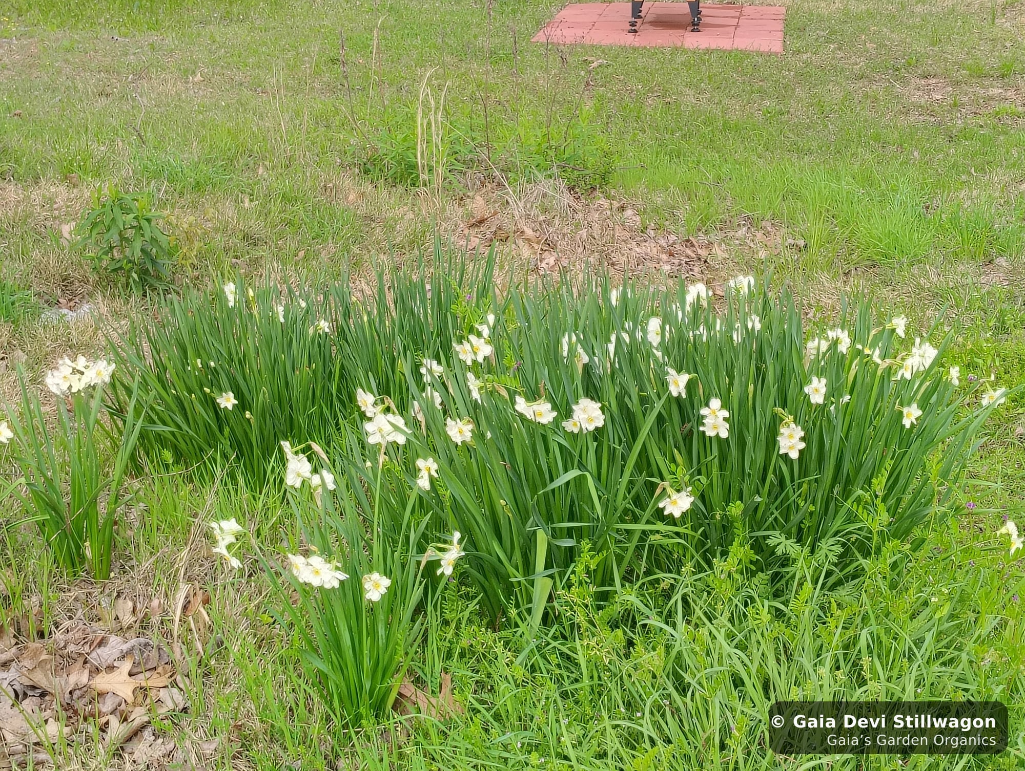 The medicinal herb garden at Gaia's Garden Organics, Umpire, Arkansas · Gaia Devi, clinical herbalist