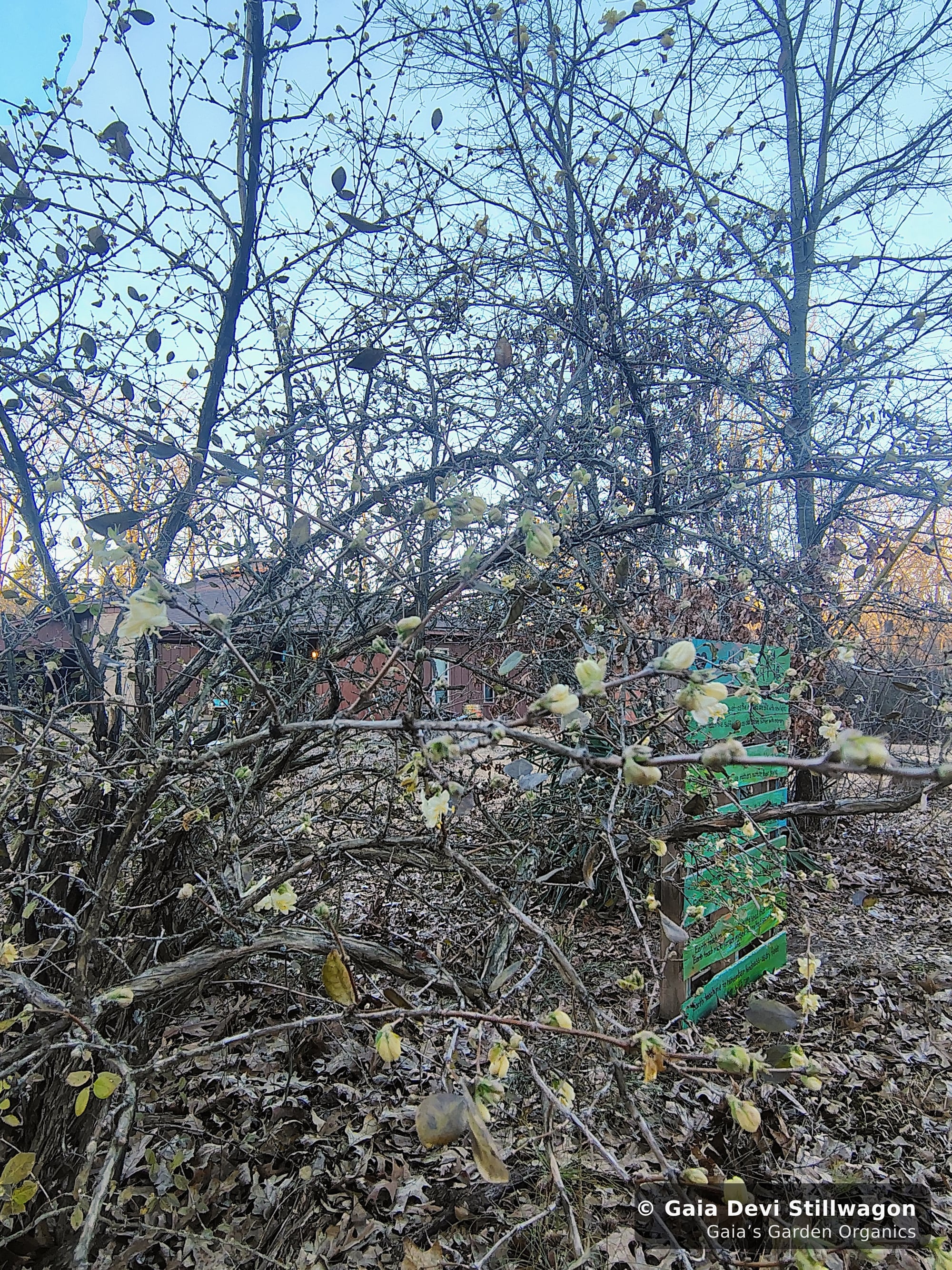The medicinal herb garden at Gaia's Garden Organics, Umpire, Arkansas · Gaia Devi, clinical herbalist