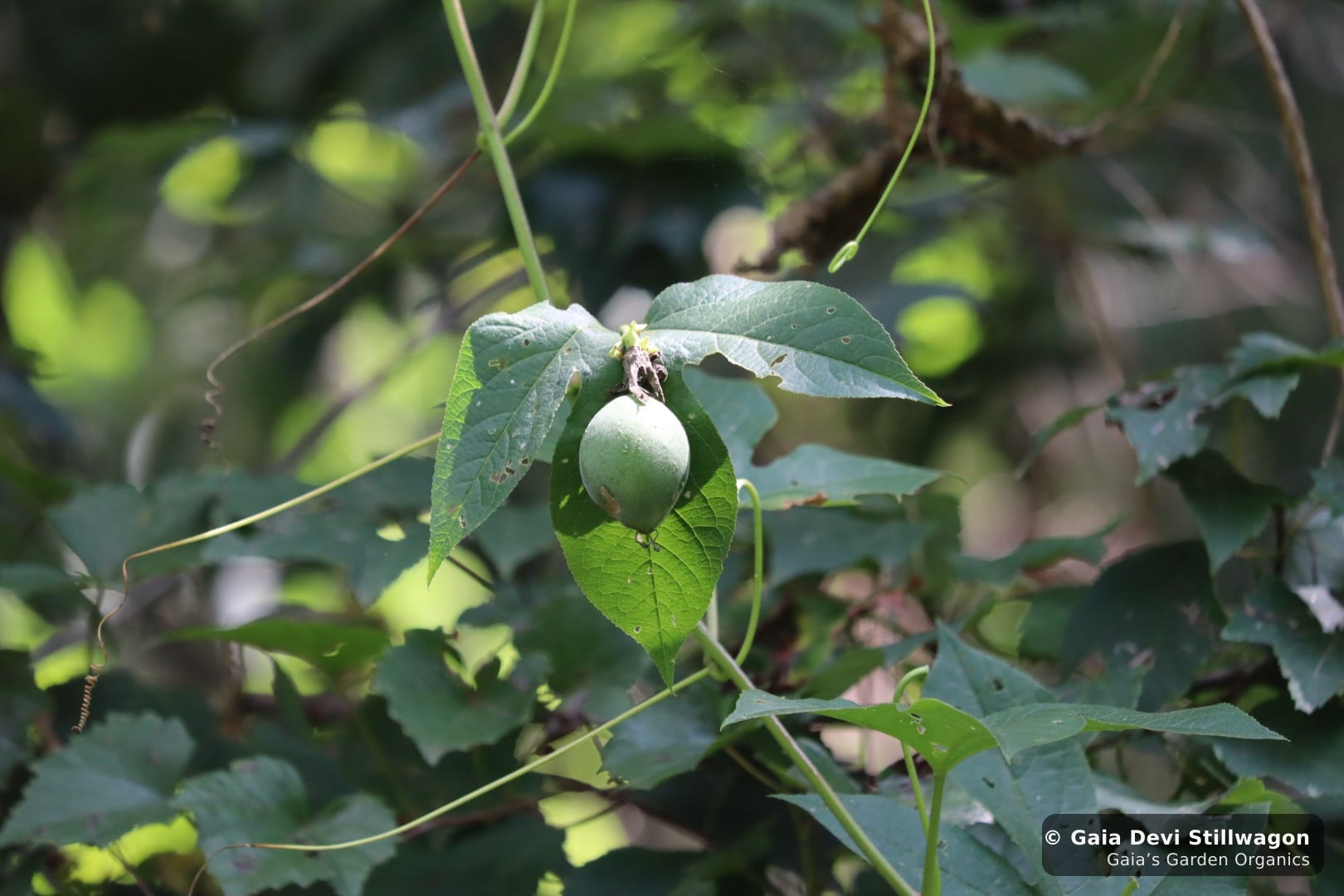 A green passionfruit ripening on a wild Passiflora incarnata vine at Gaia's Garden in Umpire, Arkansas, the fruit hanging below a heart-shaped leaf