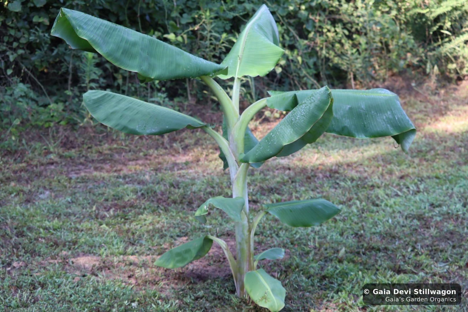 The medicinal herb garden at Gaia's Garden Organics, Umpire, Arkansas · Gaia Devi, clinical herbalist