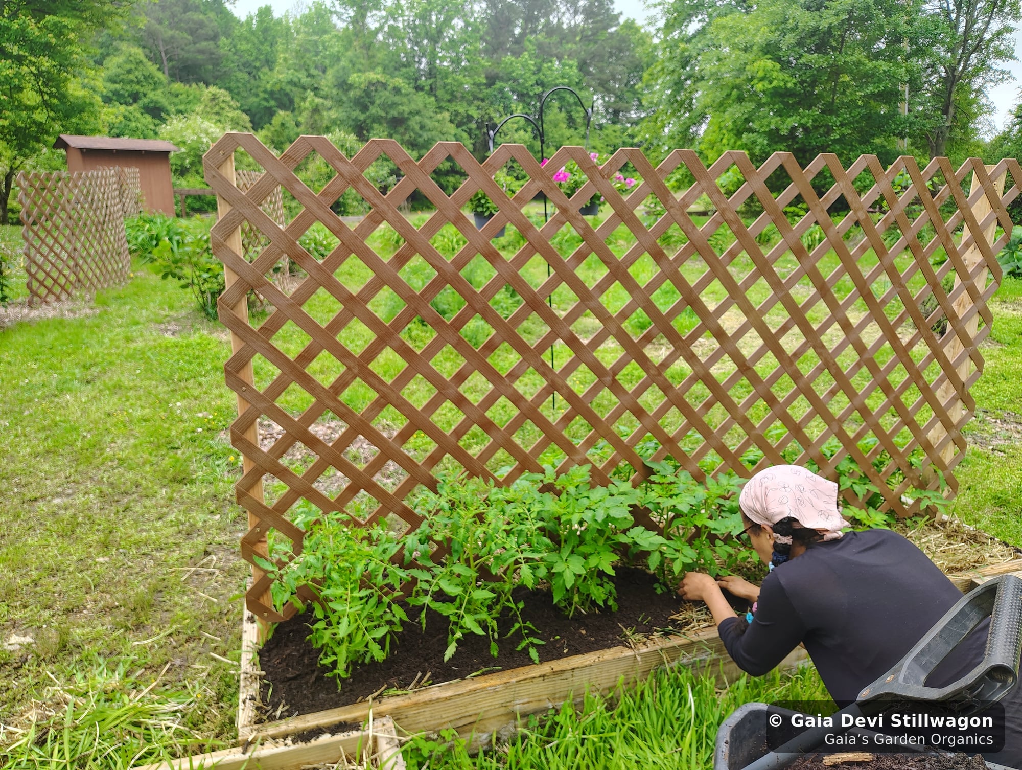 The medicinal herb garden at Gaia's Garden Organics, Umpire, Arkansas · Gaia Devi, clinical herbalist