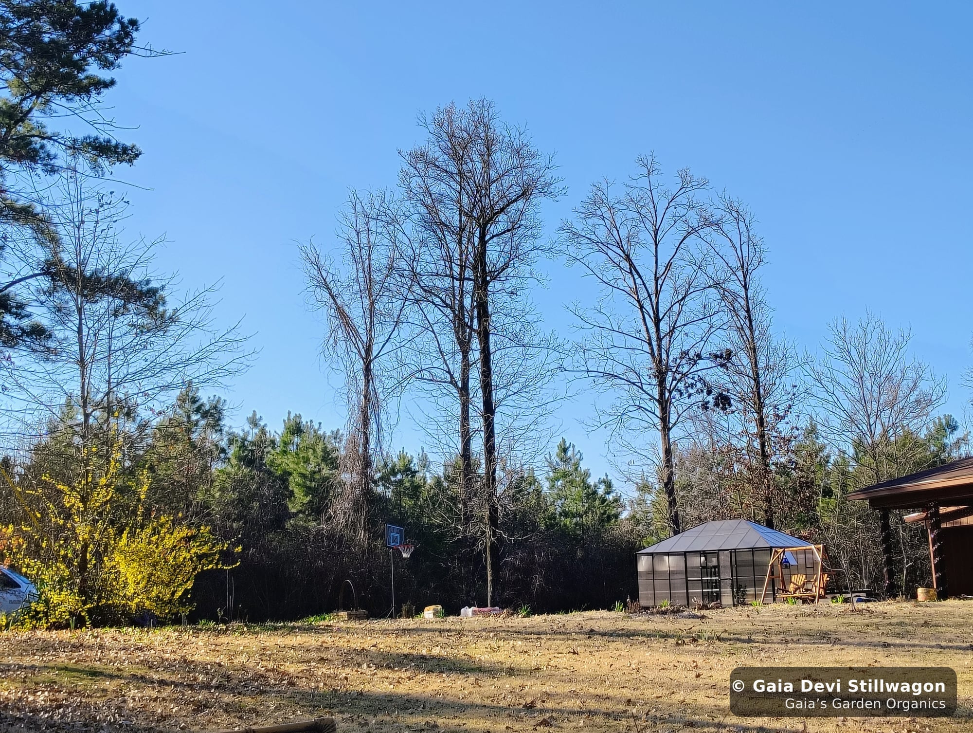 The medicinal herb garden at Gaia's Garden Organics, Umpire, Arkansas · Gaia Devi, clinical herbalist