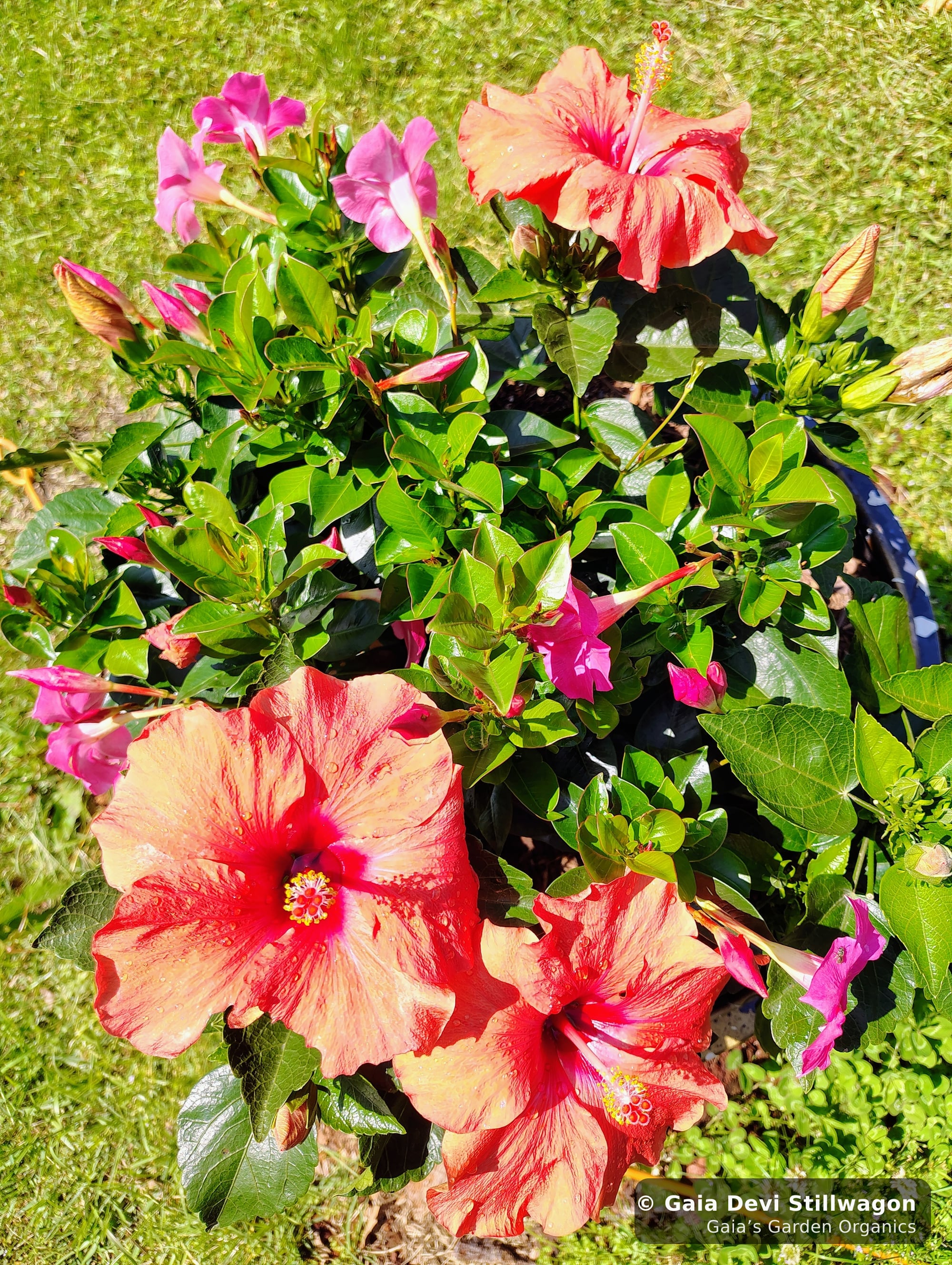 The medicinal herb garden at Gaia's Garden Organics, Umpire, Arkansas · Gaia Devi, clinical herbalist