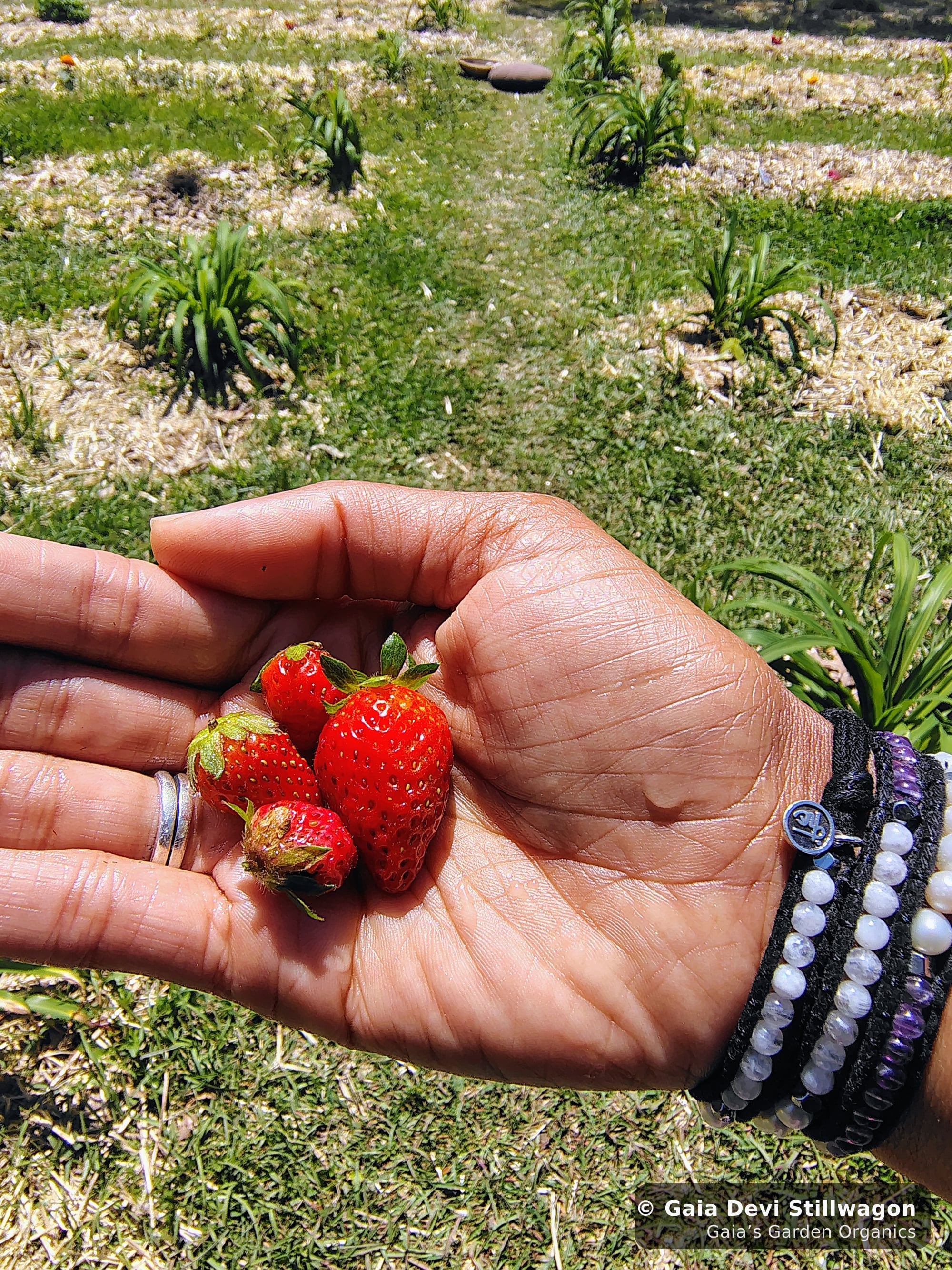 The medicinal herb garden at Gaia's Garden Organics, Umpire, Arkansas · Gaia Devi, clinical herbalist
