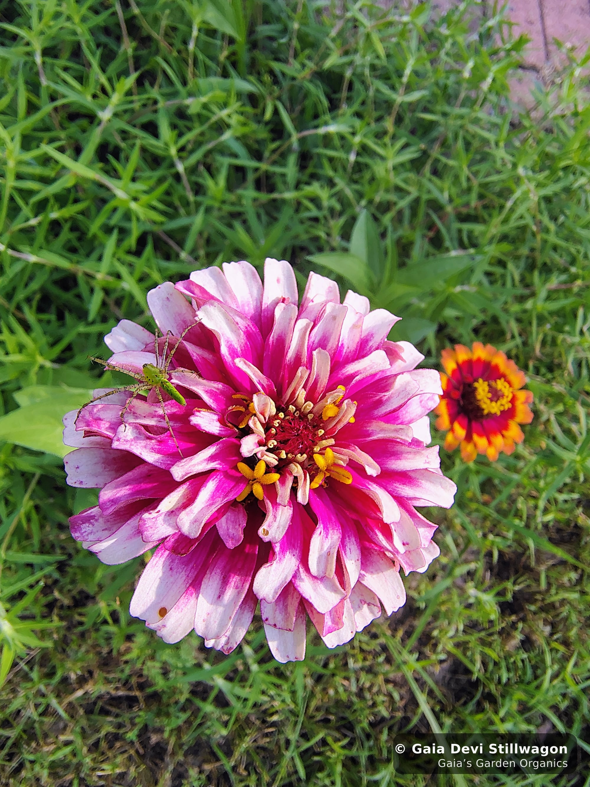 The medicinal herb garden at Gaia's Garden Organics, Umpire, Arkansas · Gaia Devi, clinical herbalist