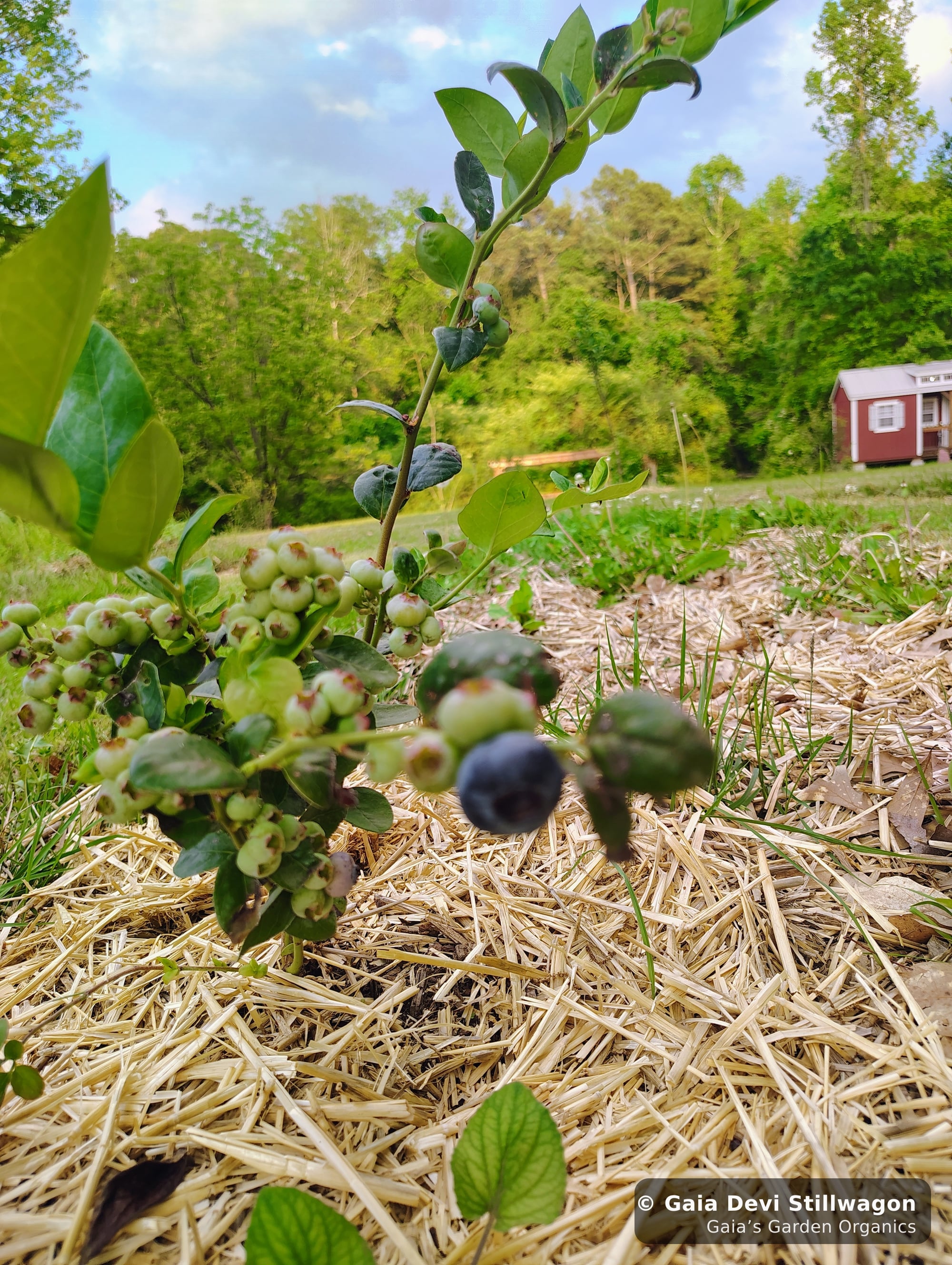 The medicinal herb garden at Gaia's Garden Organics, Umpire, Arkansas · Gaia Devi, clinical herbalist