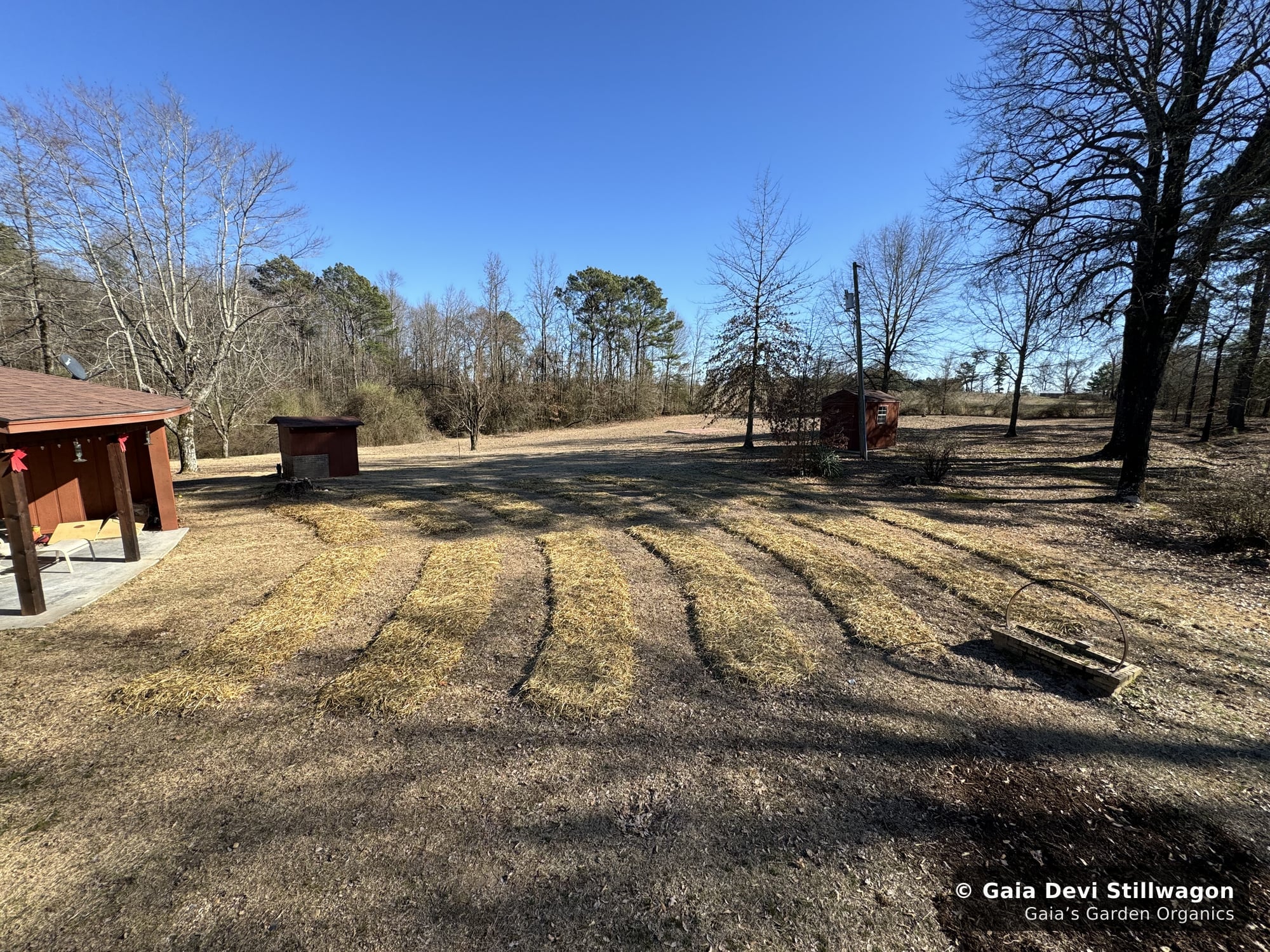 The medicinal herb garden at Gaia's Garden Organics, Umpire, Arkansas · Gaia Devi, clinical herbalist