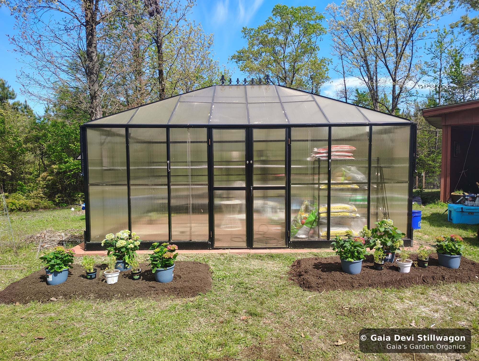 The medicinal herb garden at Gaia's Garden Organics, Umpire, Arkansas · Gaia Devi, clinical herbalist