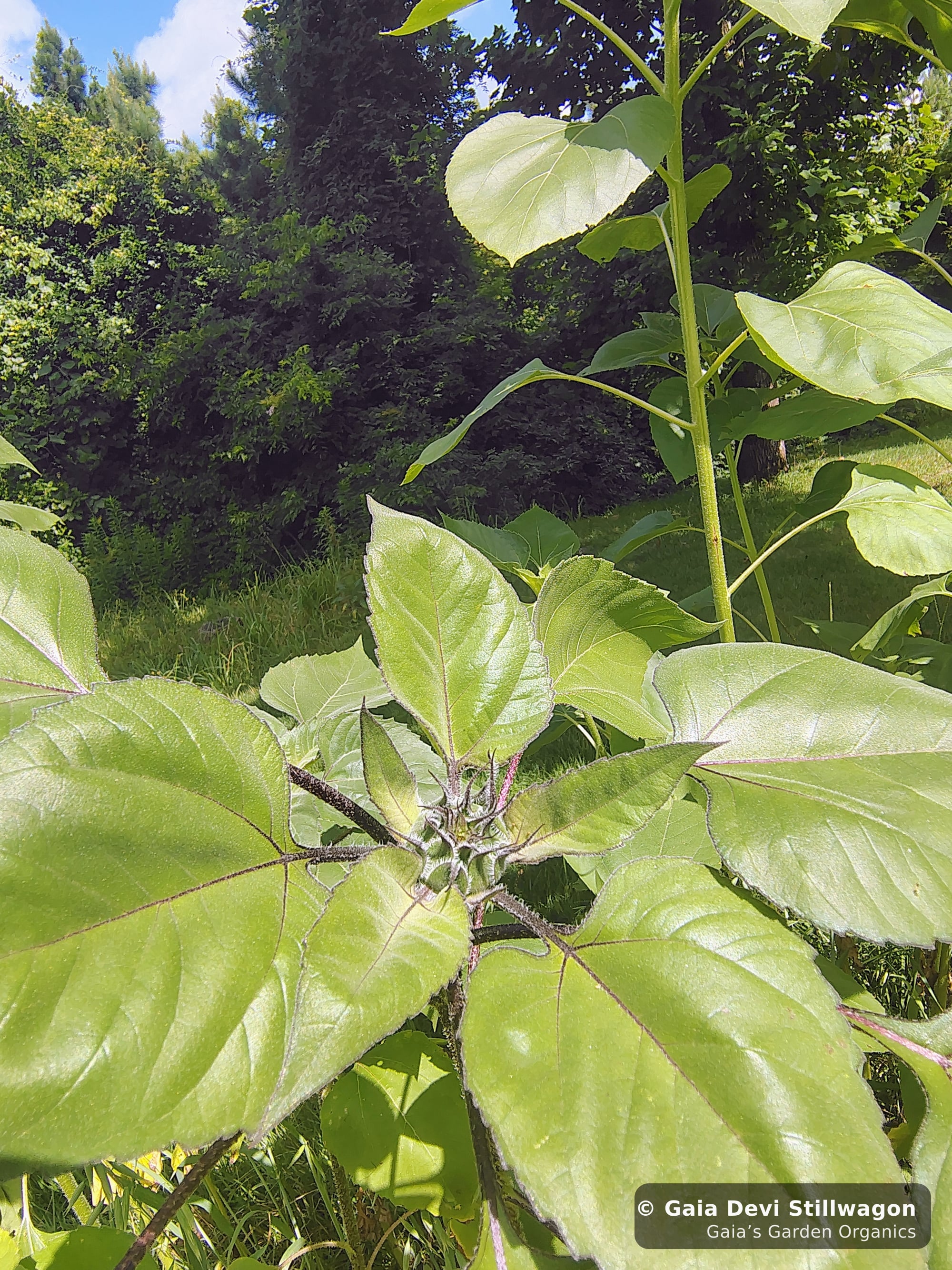 The medicinal herb garden at Gaia's Garden Organics, Umpire, Arkansas · Gaia Devi, clinical herbalist