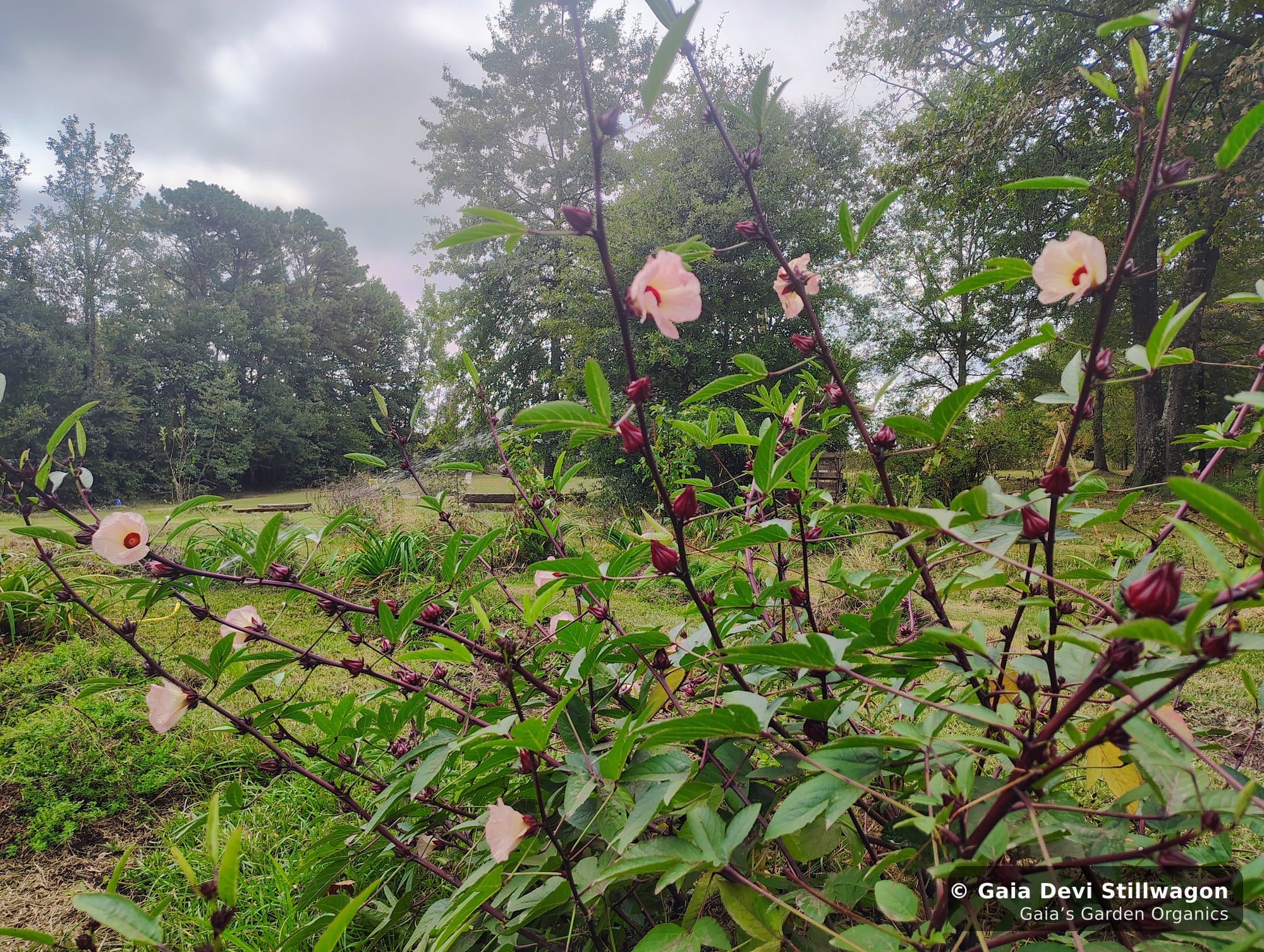The medicinal herb garden at Gaia's Garden Organics, Umpire, Arkansas · Gaia Devi, clinical herbalist
