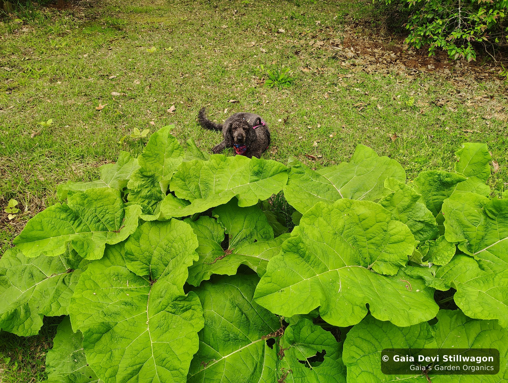 Samadhi, our standard poodle, peeks over a giant burdock plant in the medicine garden, mouth slightly open in a curious-but-cautious posture