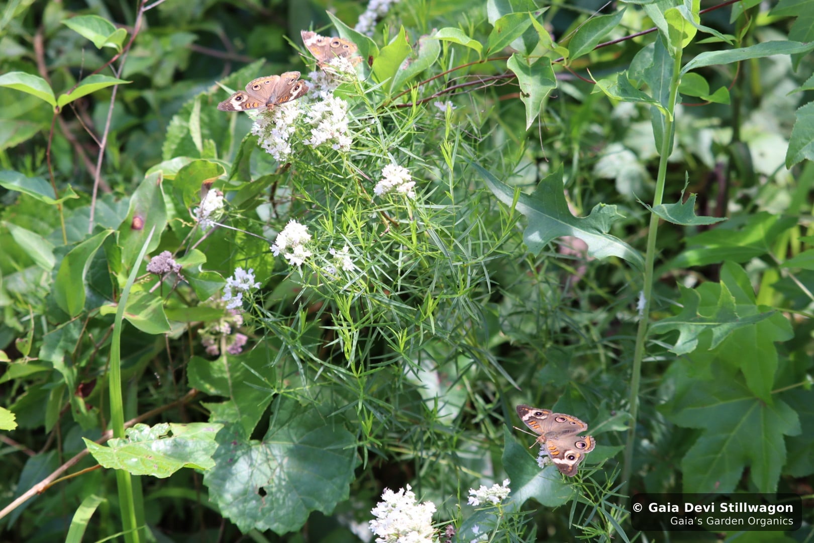 The medicinal herb garden at Gaia's Garden Organics, Umpire, Arkansas · Gaia Devi, clinical herbalist