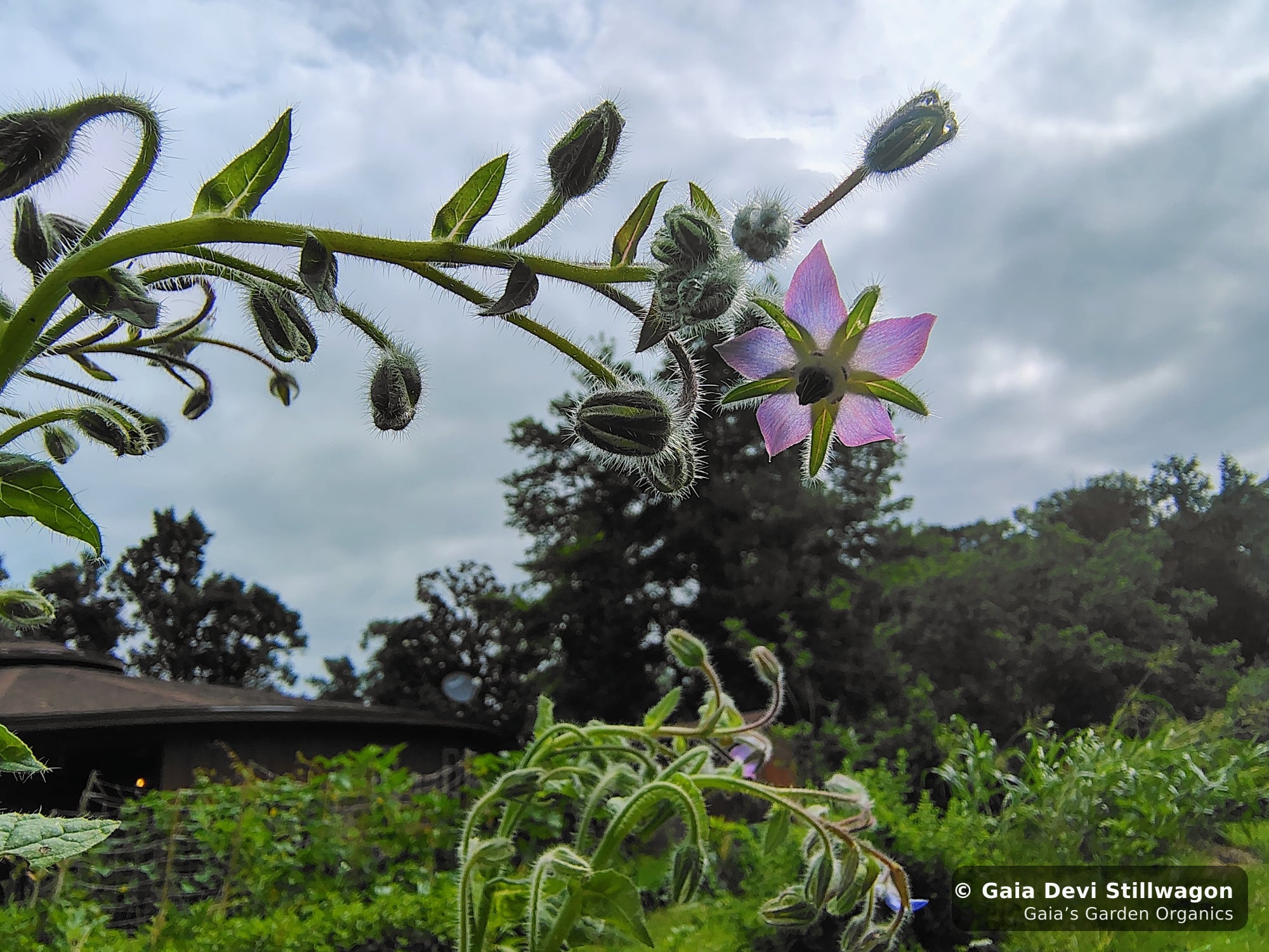 The medicinal herb garden at Gaia's Garden Organics, Umpire, Arkansas · Gaia Devi, clinical herbalist
