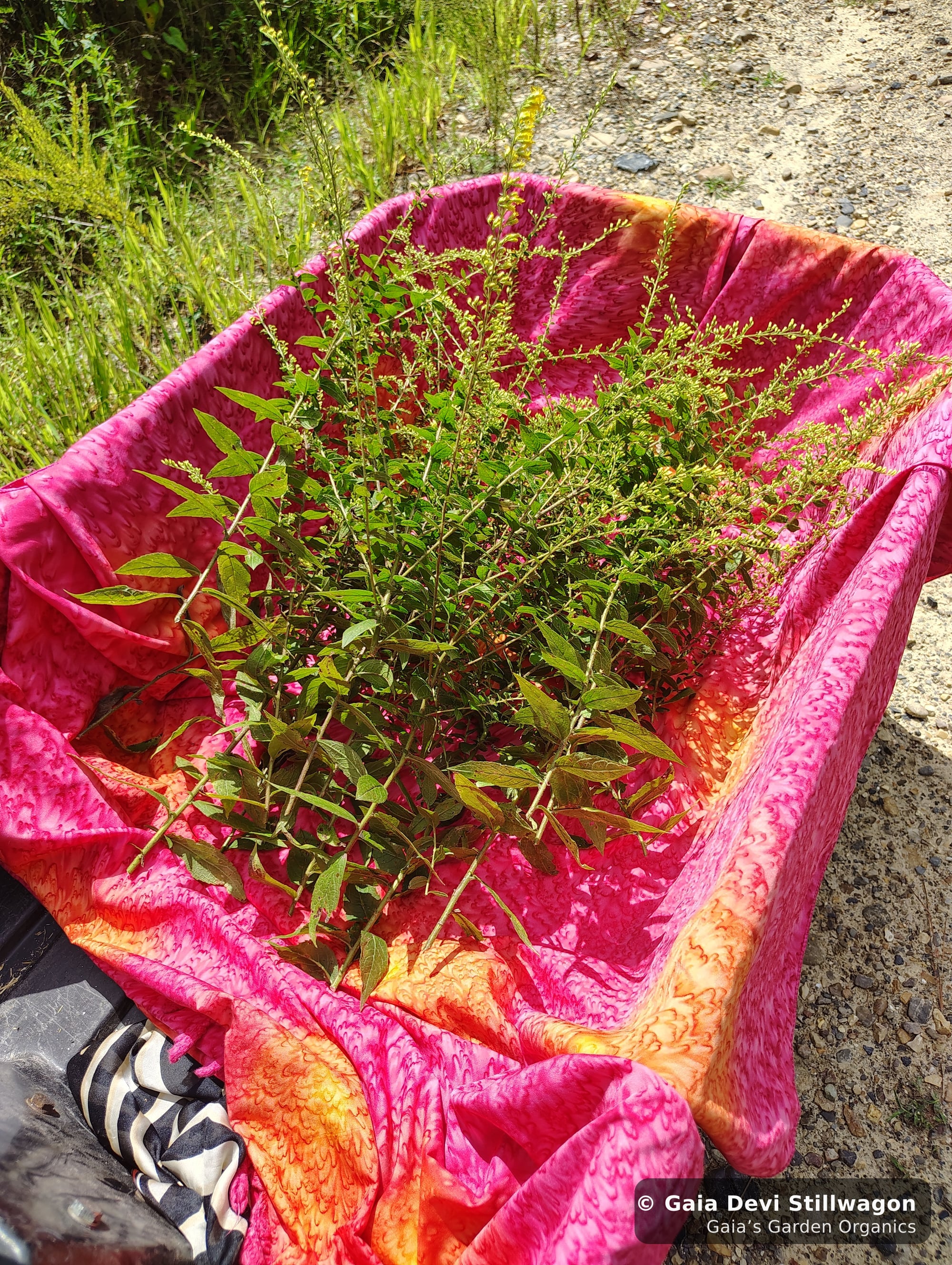 The medicinal herb garden at Gaia's Garden Organics, Umpire, Arkansas · Gaia Devi, clinical herbalist