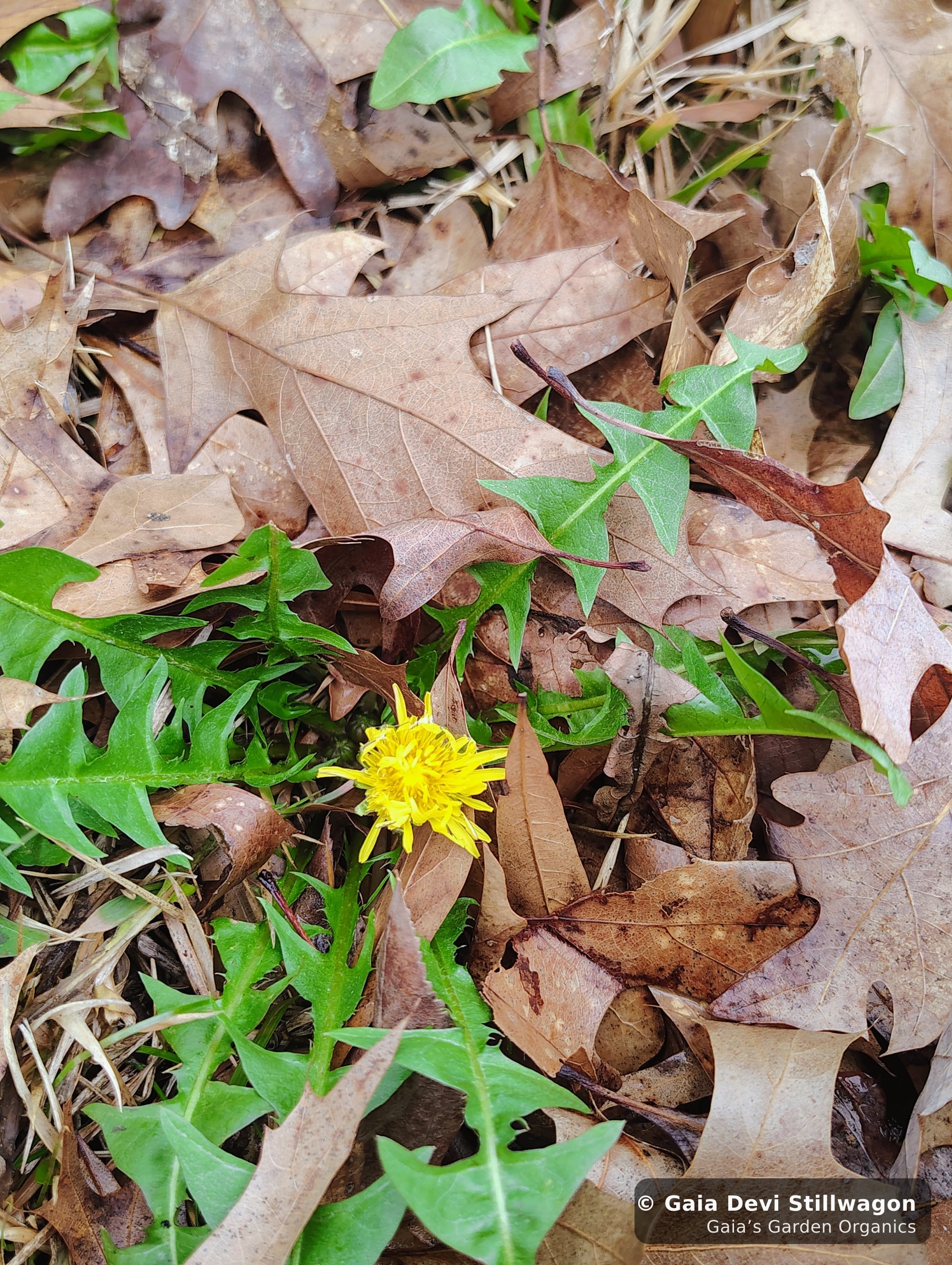 The medicinal herb garden at Gaia's Garden Organics, Umpire, Arkansas · Gaia Devi, clinical herbalist