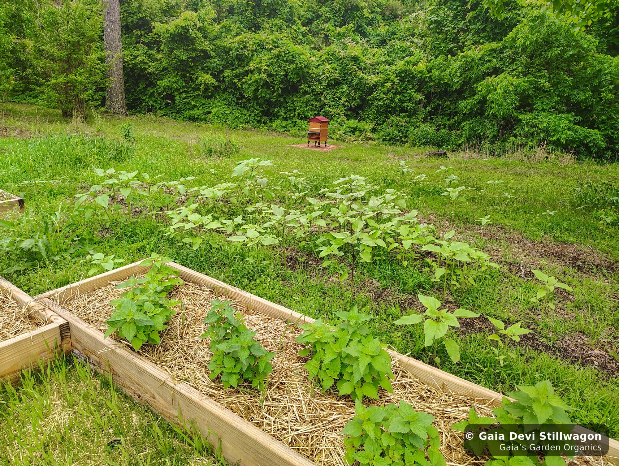 The medicinal herb garden at Gaia's Garden Organics, Umpire, Arkansas · Gaia Devi, clinical herbalist