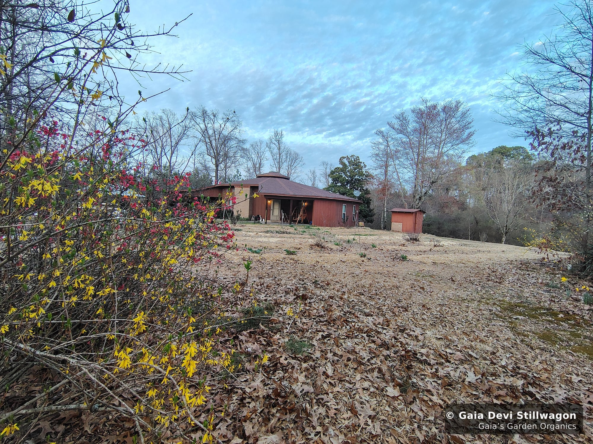 The medicinal herb garden at Gaia's Garden Organics, Umpire, Arkansas · Gaia Devi, clinical herbalist