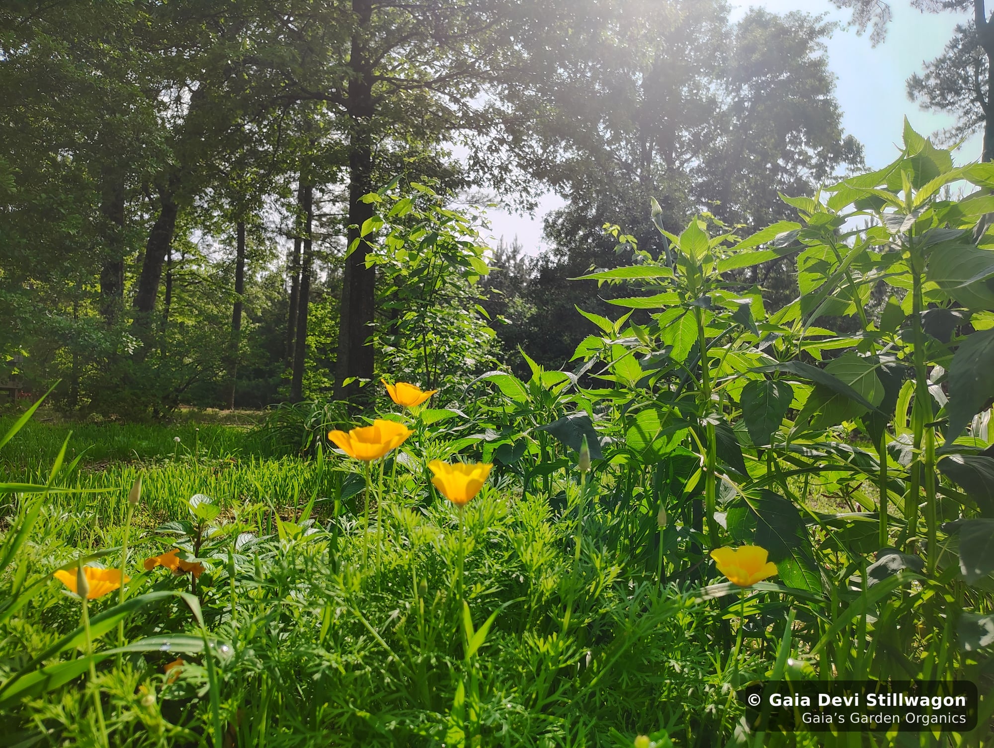 California poppies in flower at Gaia's Garden in Umpire, Arkansas with the food forest visible behind under late-afternoon sun