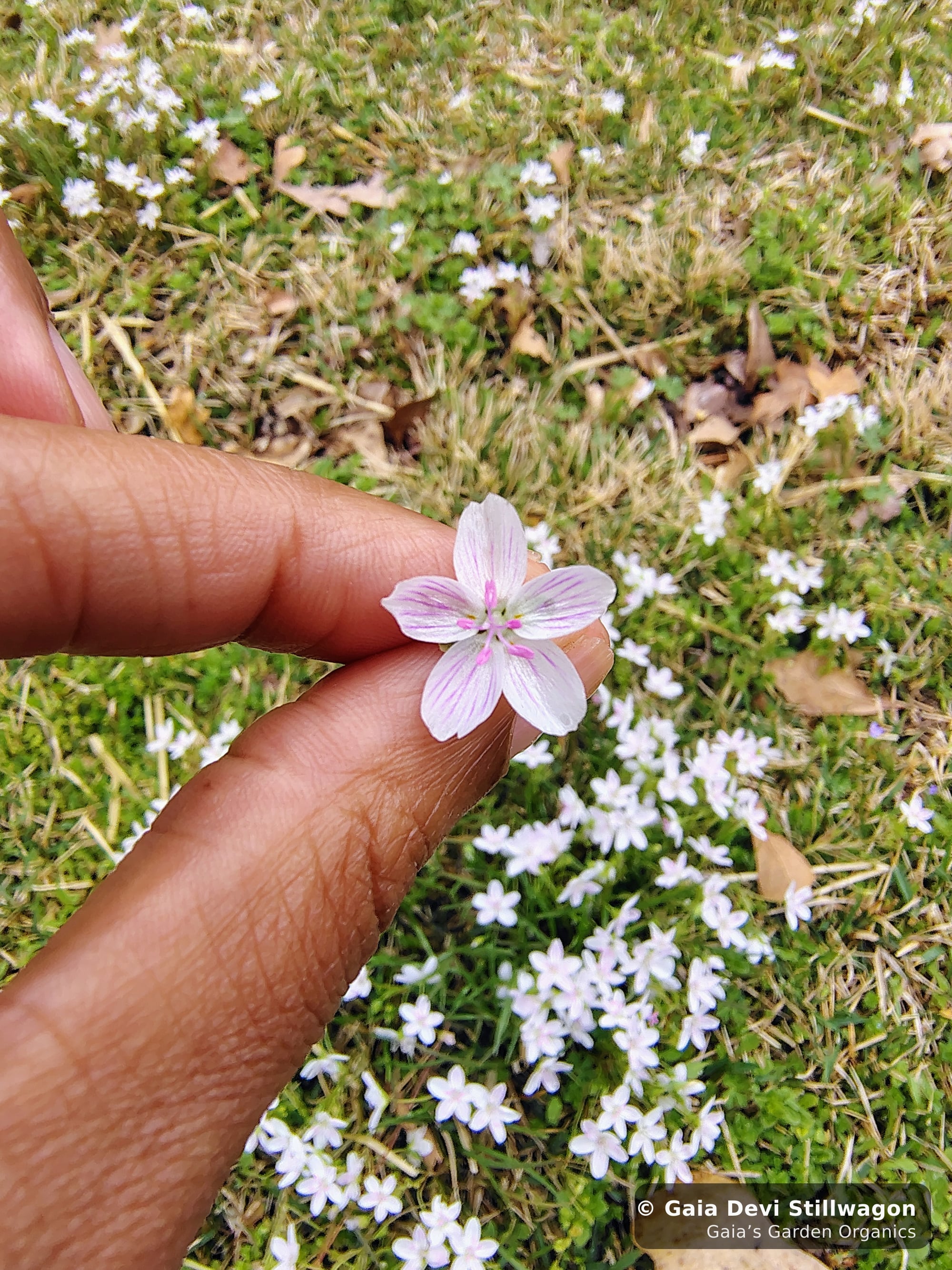 The medicinal herb garden at Gaia's Garden Organics, Umpire, Arkansas · Gaia Devi, clinical herbalist