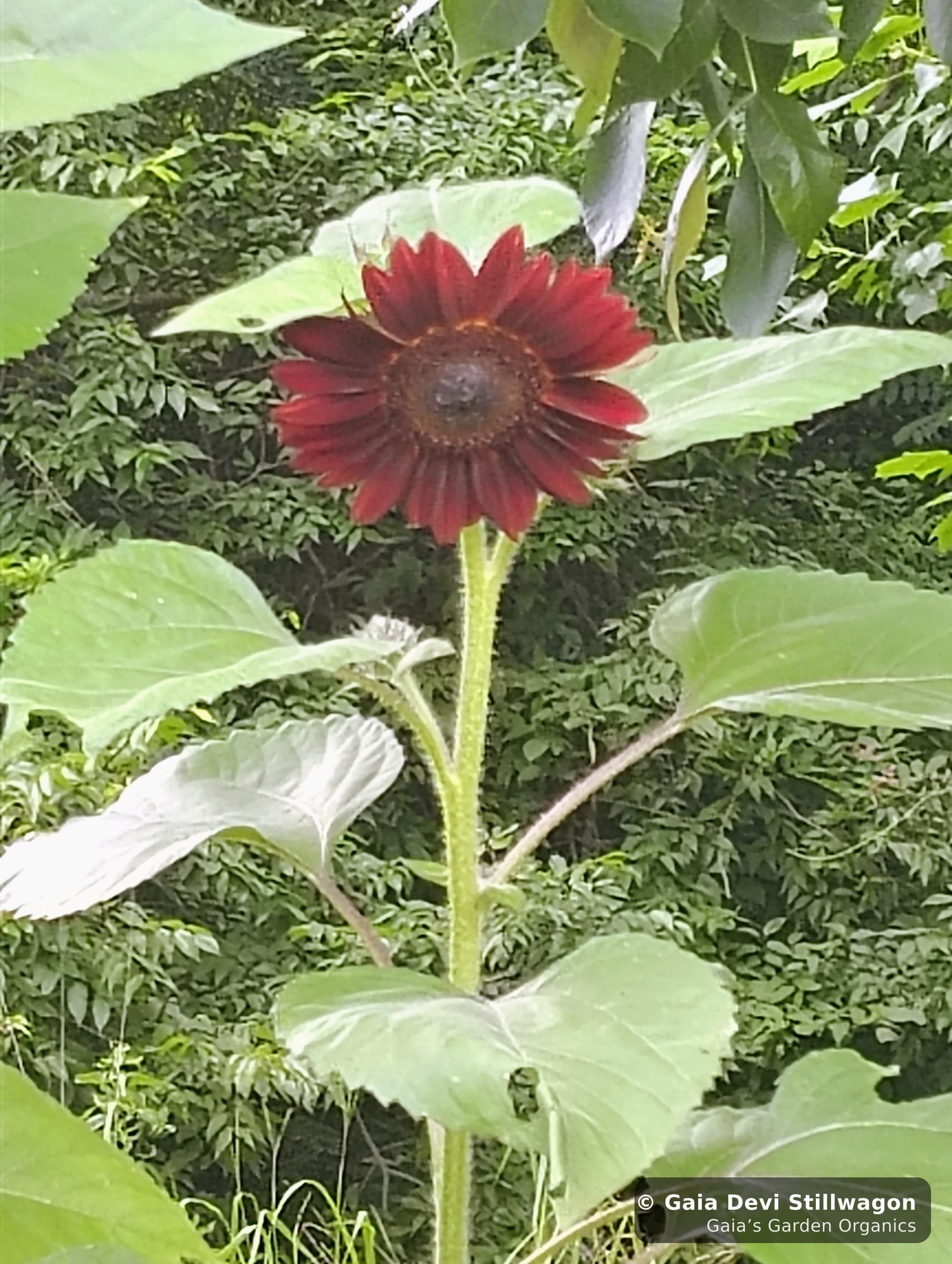The medicinal herb garden at Gaia's Garden Organics, Umpire, Arkansas · Gaia Devi, clinical herbalist
