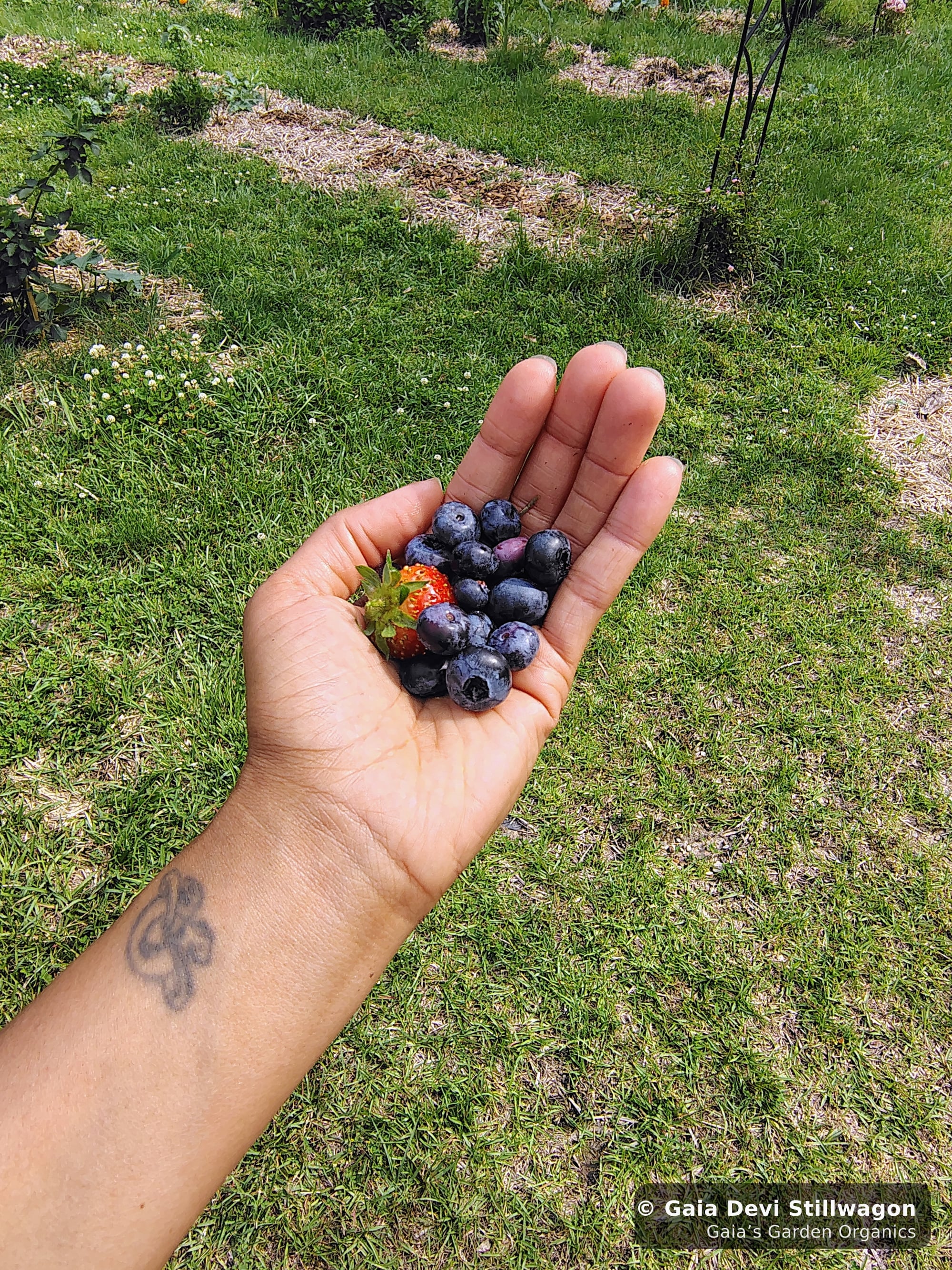 The medicinal herb garden at Gaia's Garden Organics, Umpire, Arkansas · Gaia Devi, clinical herbalist