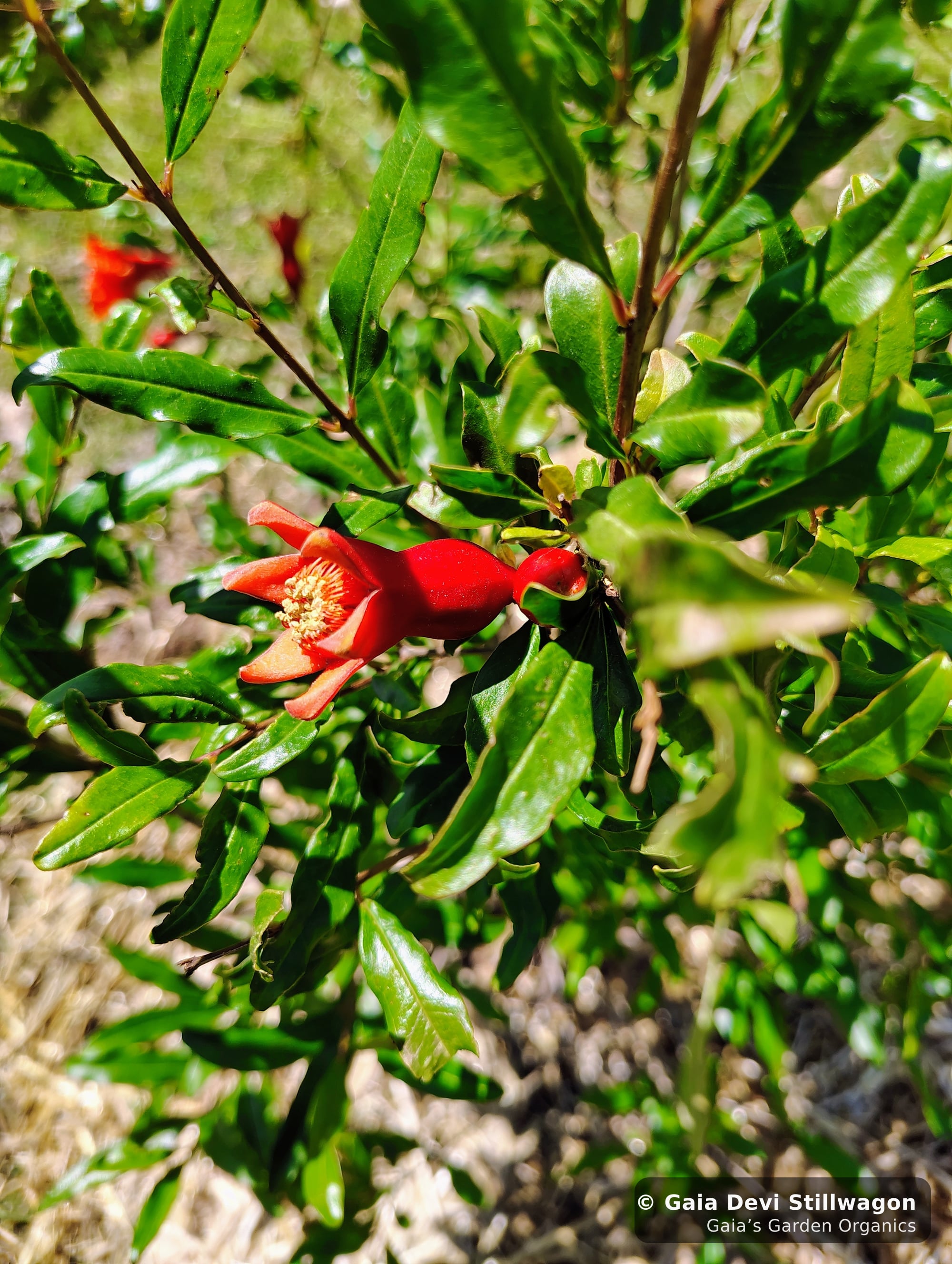 The medicinal herb garden at Gaia's Garden Organics, Umpire, Arkansas · Gaia Devi, clinical herbalist