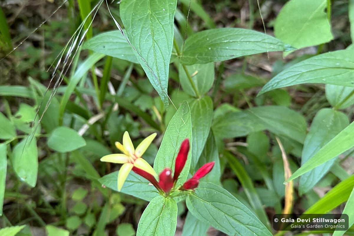The medicinal herb garden at Gaia's Garden Organics, Umpire, Arkansas · Gaia Devi, clinical herbalist