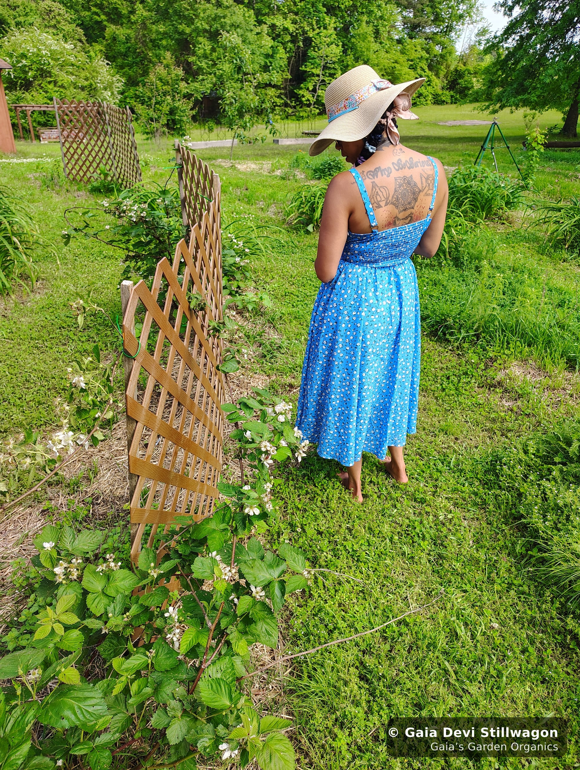 The medicinal herb garden at Gaia's Garden Organics, Umpire, Arkansas · Gaia Devi, clinical herbalist