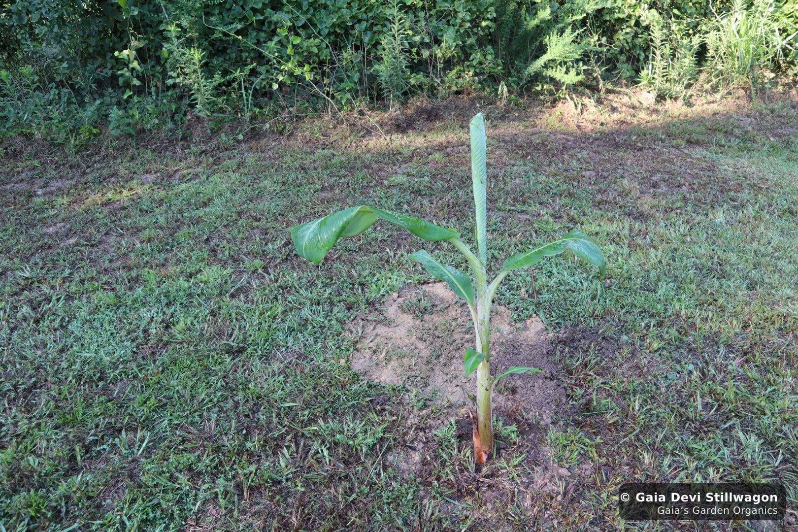 The medicinal herb garden at Gaia's Garden Organics, Umpire, Arkansas · Gaia Devi, clinical herbalist