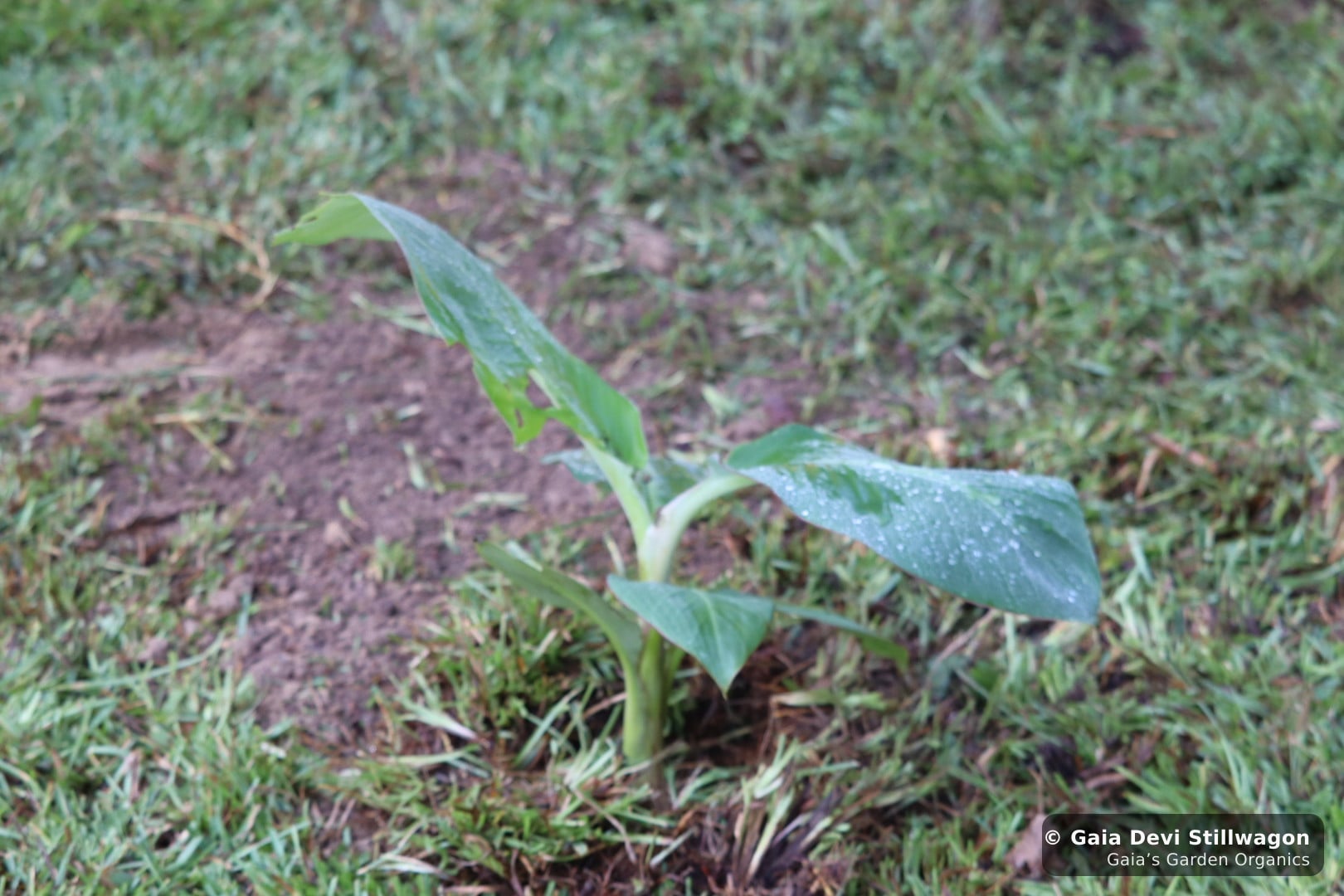 The medicinal herb garden at Gaia's Garden Organics, Umpire, Arkansas · Gaia Devi, clinical herbalist