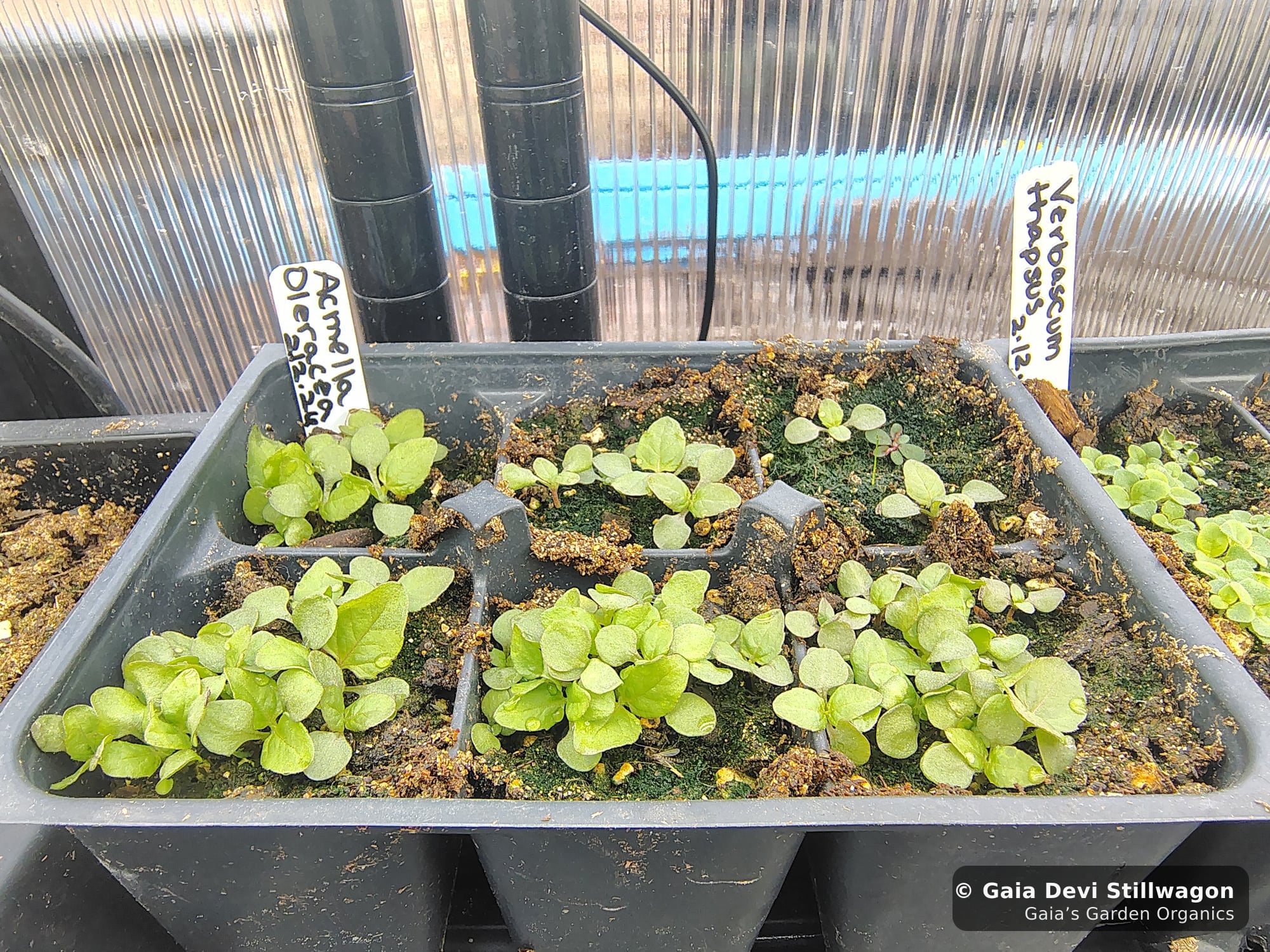 The medicinal herb garden at Gaia's Garden Organics, Umpire, Arkansas · Gaia Devi, clinical herbalist