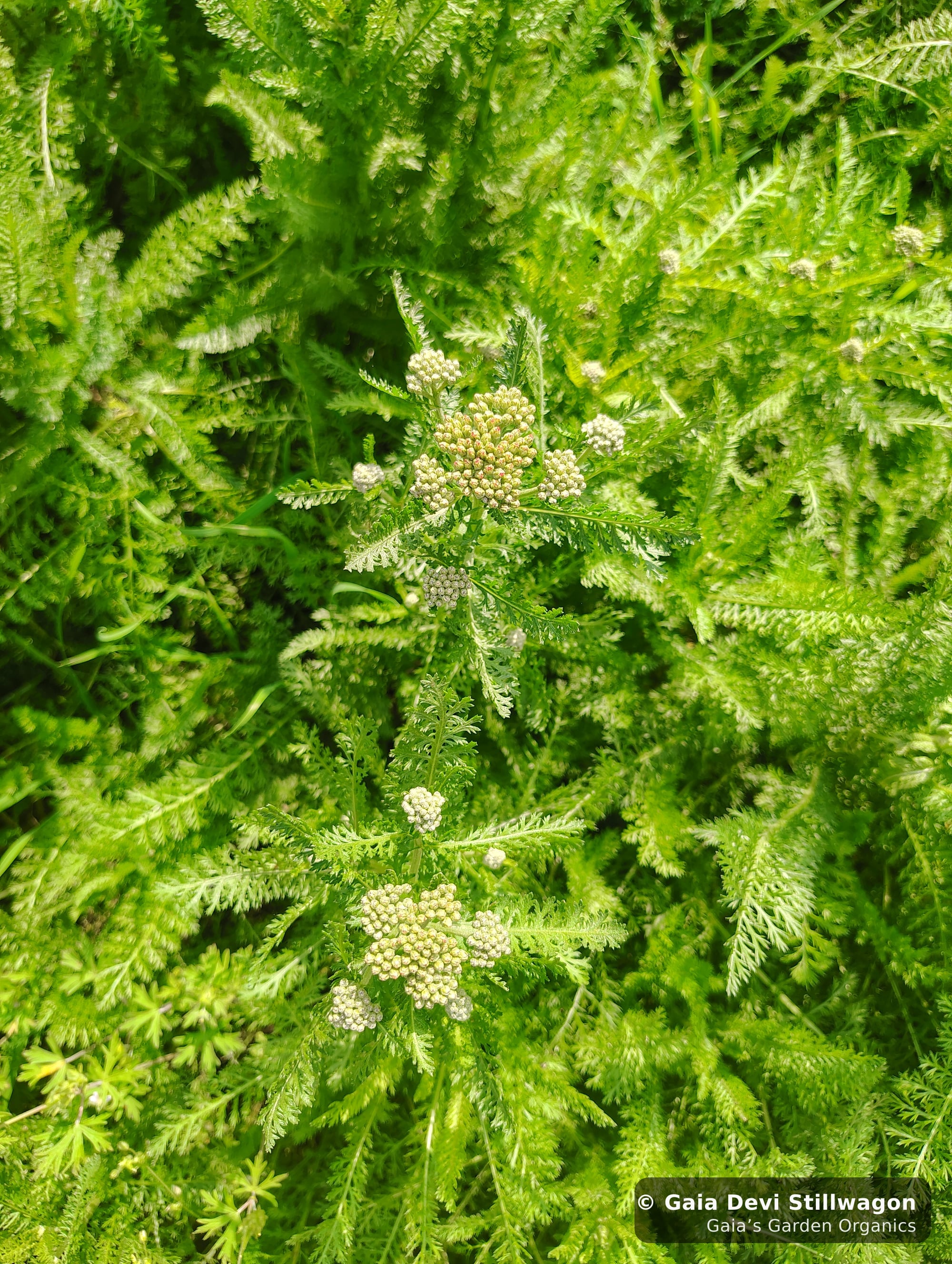 Yarrow in fuller bloom at Gaia's Garden in Umpire, Arkansas, the medicinal yarrow used in our Flu Fighter Herbal Tea