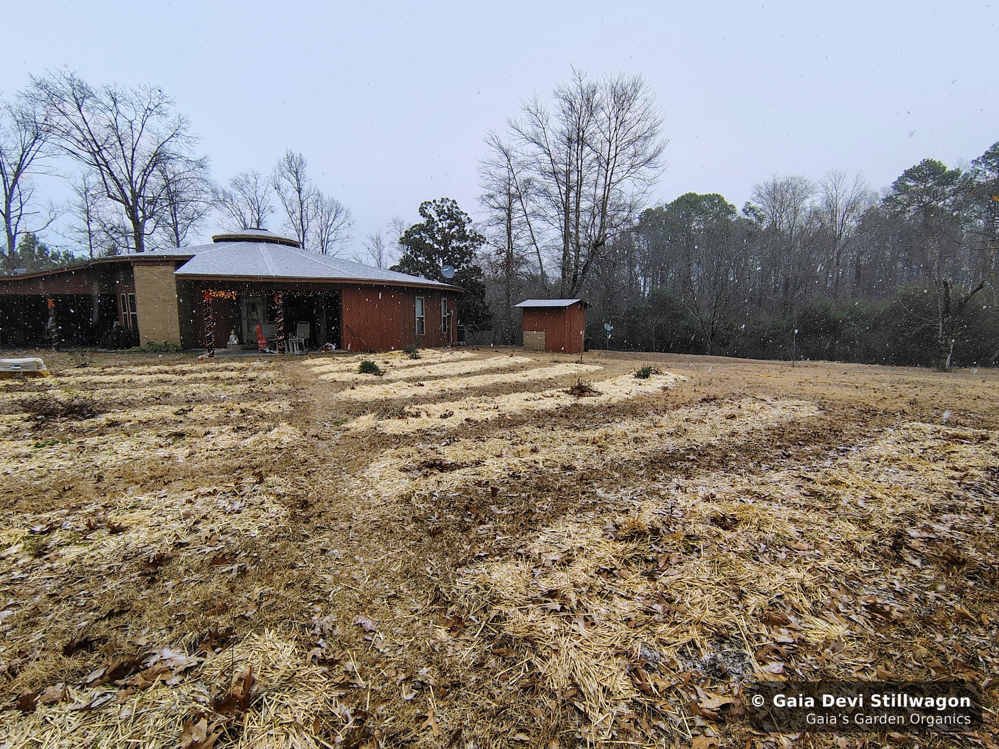 The medicinal herb garden at Gaia's Garden Organics, Umpire, Arkansas · Gaia Devi, clinical herbalist