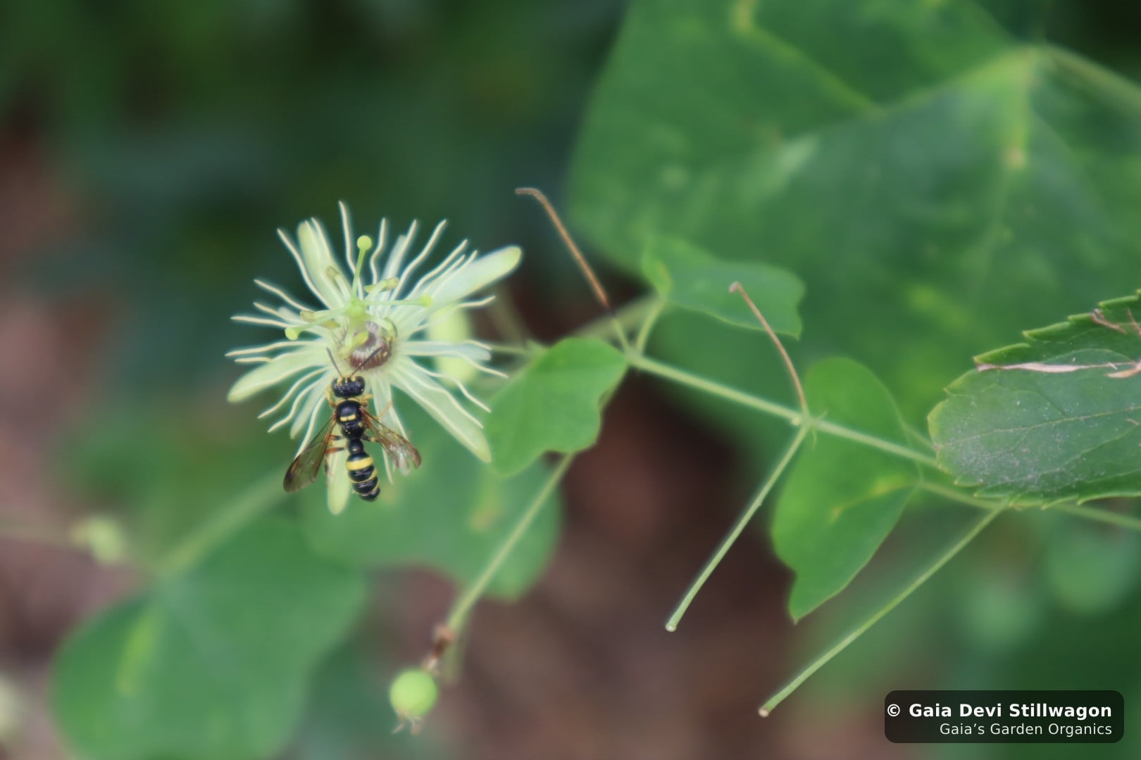 A wasp pollinating a small yellow passionflower (Passiflora lutea) bloom at Gaia's Garden in Umpire, Arkansas