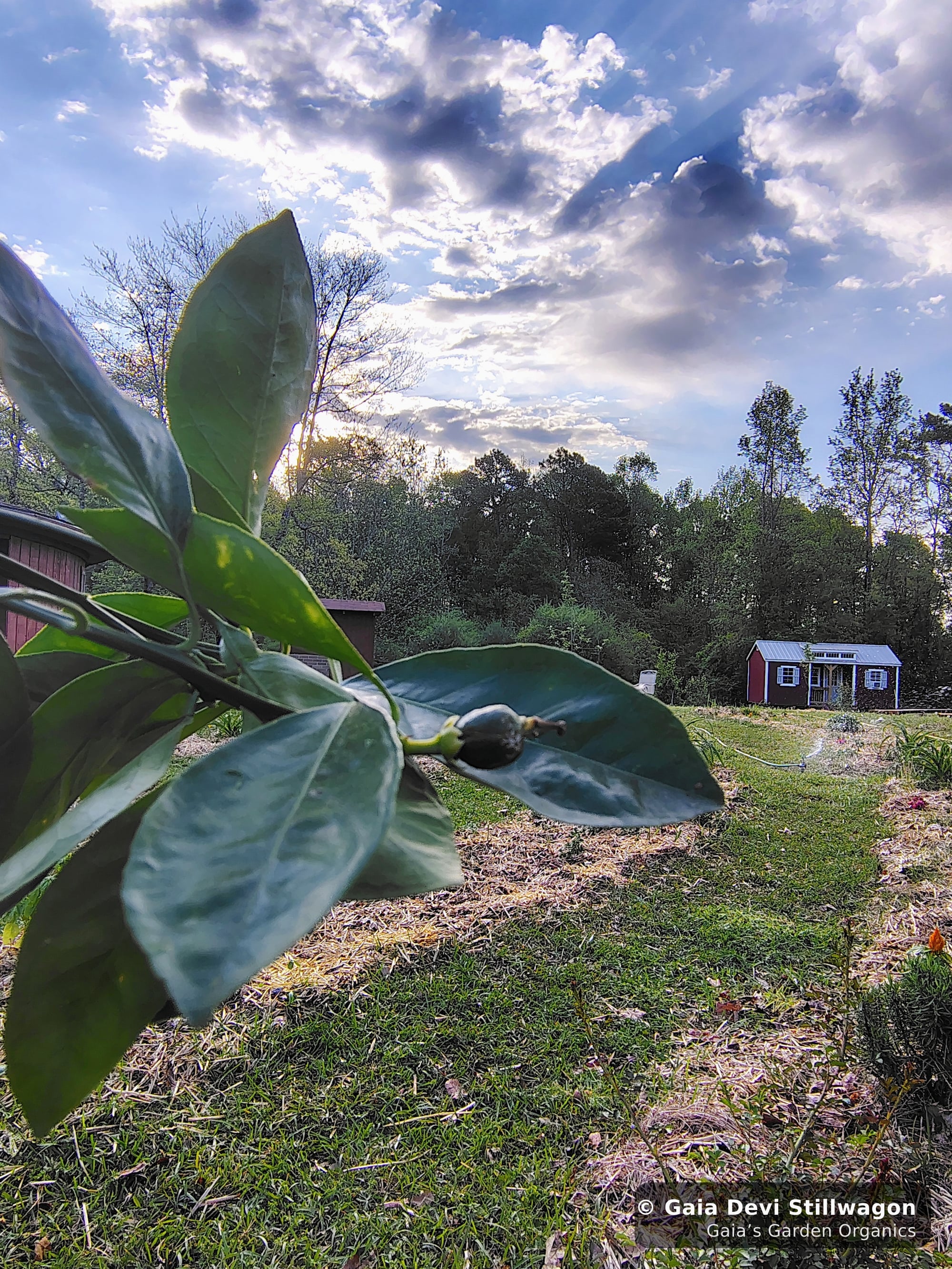 The medicinal herb garden at Gaia's Garden Organics, Umpire, Arkansas · Gaia Devi, clinical herbalist