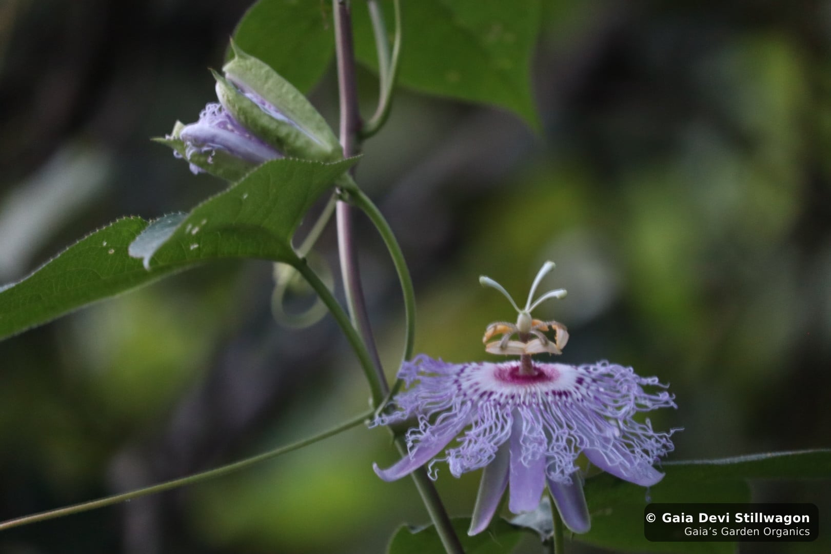 Wild passionflower (Passiflora incarnata) in full bloom at Gaia's Garden in Umpire, Arkansas, lavender-fringed flower with the characteristic central crown
