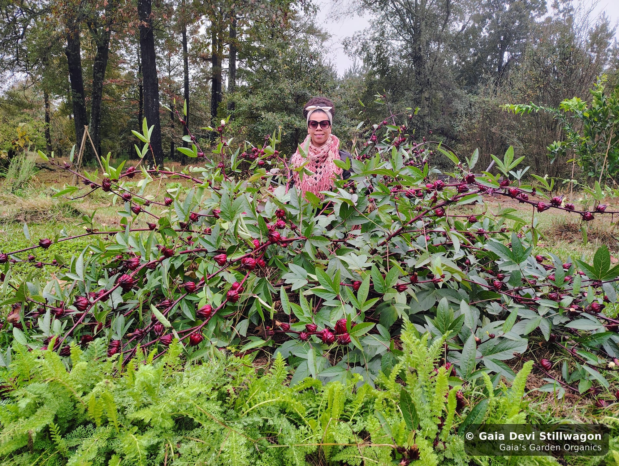 The medicinal herb garden at Gaia's Garden Organics, Umpire, Arkansas · Gaia Devi, clinical herbalist