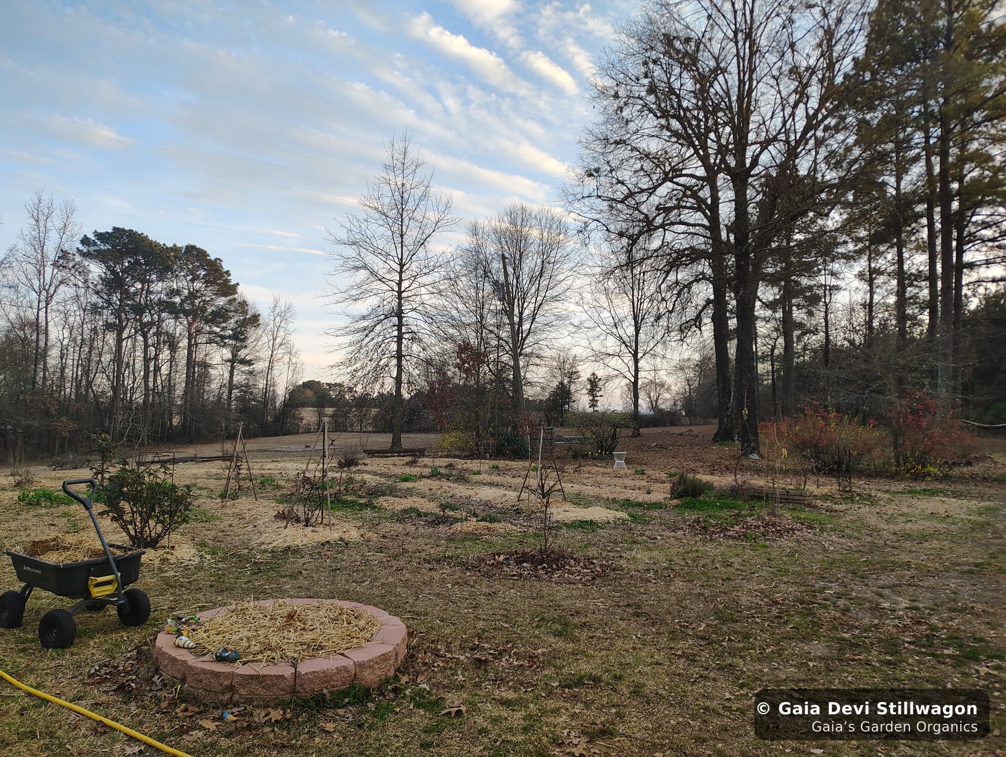 The medicinal herb garden at Gaia's Garden Organics, Umpire, Arkansas · Gaia Devi, clinical herbalist