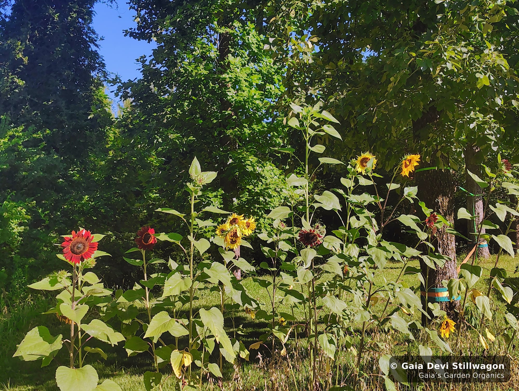 The medicinal herb garden at Gaia's Garden Organics, Umpire, Arkansas · Gaia Devi, clinical herbalist