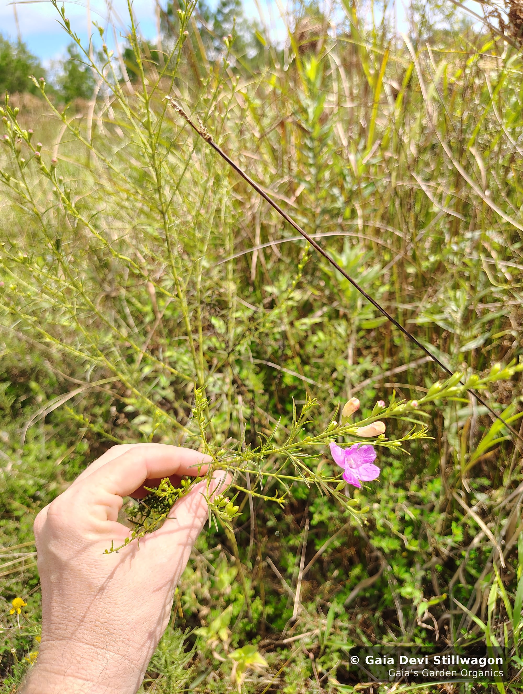 The medicinal herb garden at Gaia's Garden Organics, Umpire, Arkansas · Gaia Devi, clinical herbalist